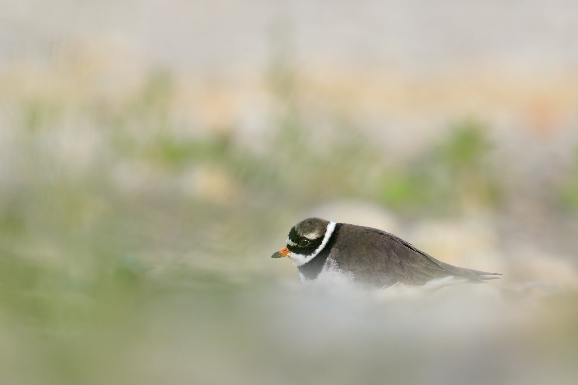 Camouflage Big Courier