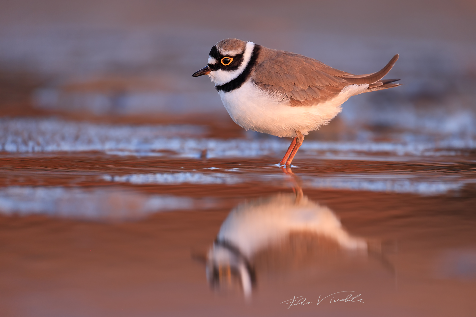 Courier with Dawn in his eyes