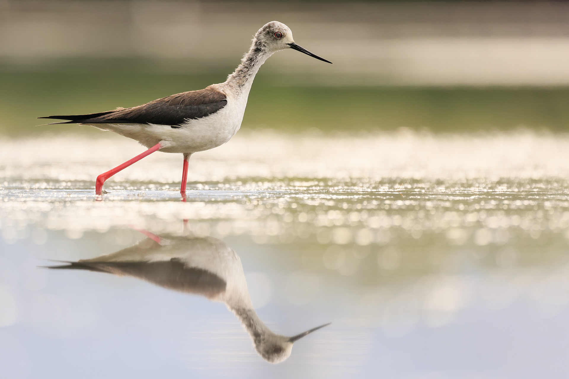 Controluce sul Cavalliere