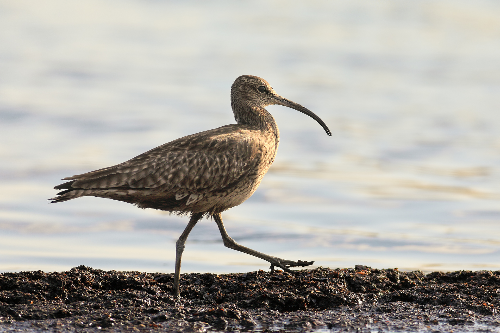 Whimbrel