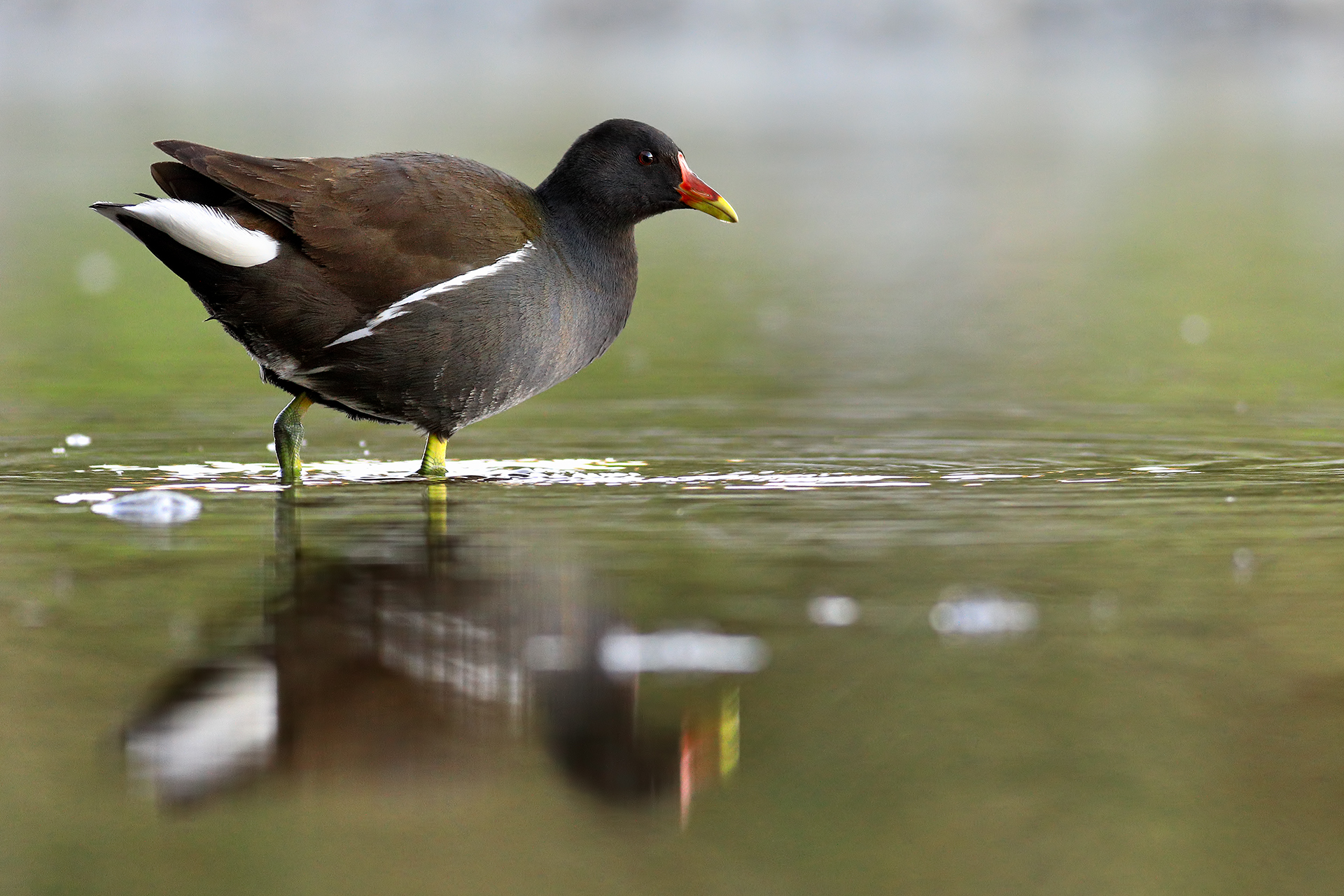 Moorhen