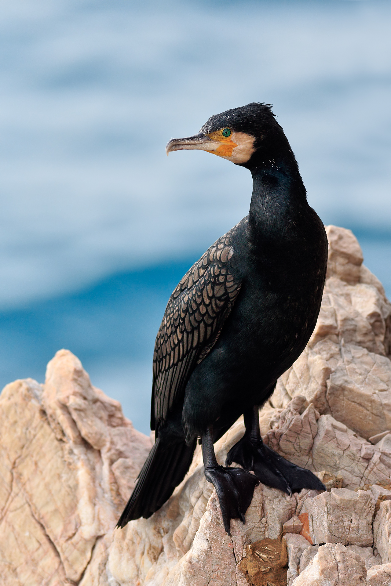 Cormorant