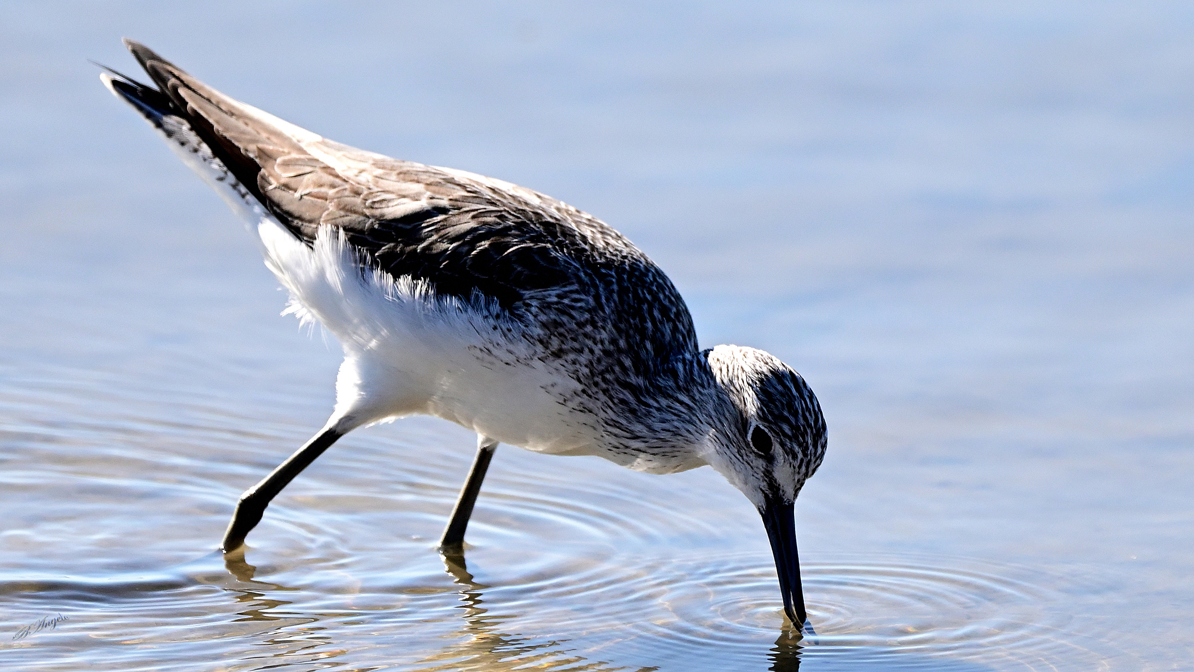 Pantana (Tuscan Marema)