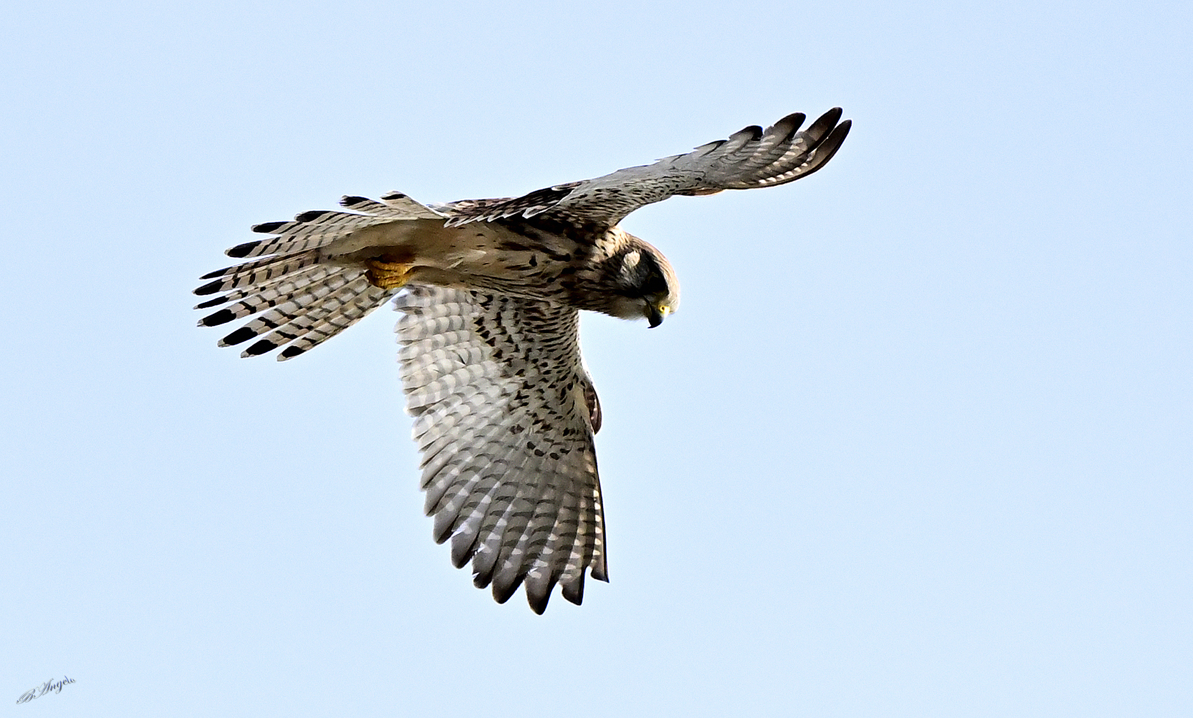 Kestrel (f), in holy spirit