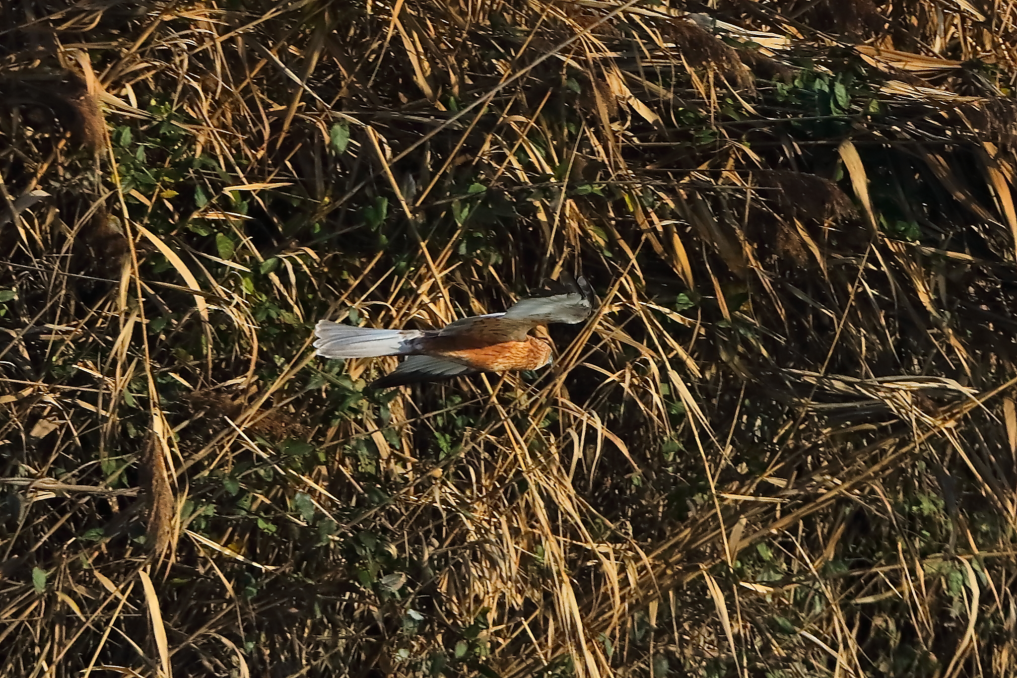 Marsh Harrier M 14-12-2023