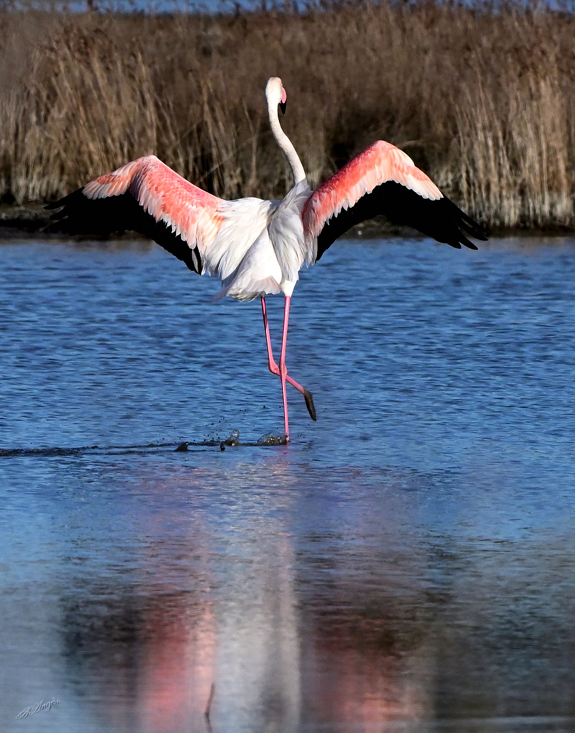 Pink flamingo !