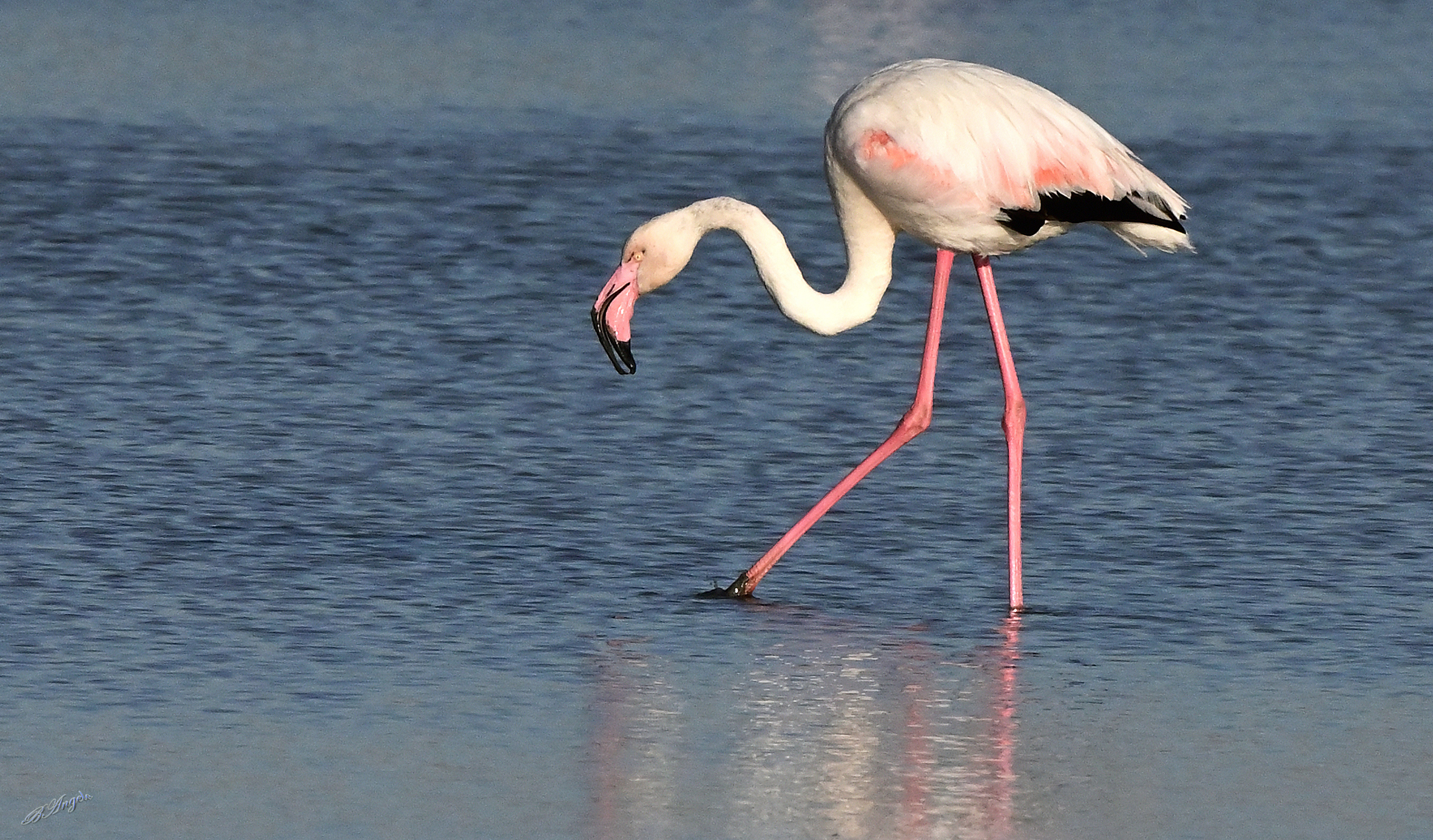 Pink flamingo !!