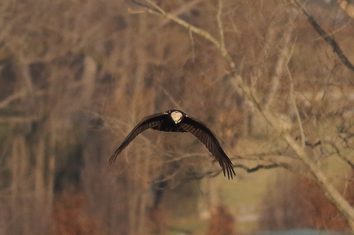 Marsh Harrier F 20-12-2023