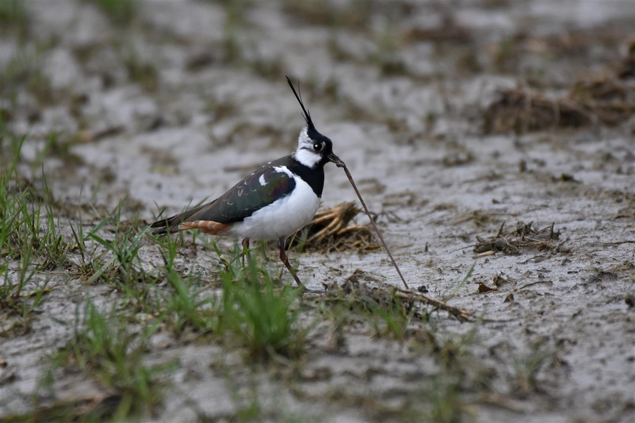 Dai dai che ce la faccio