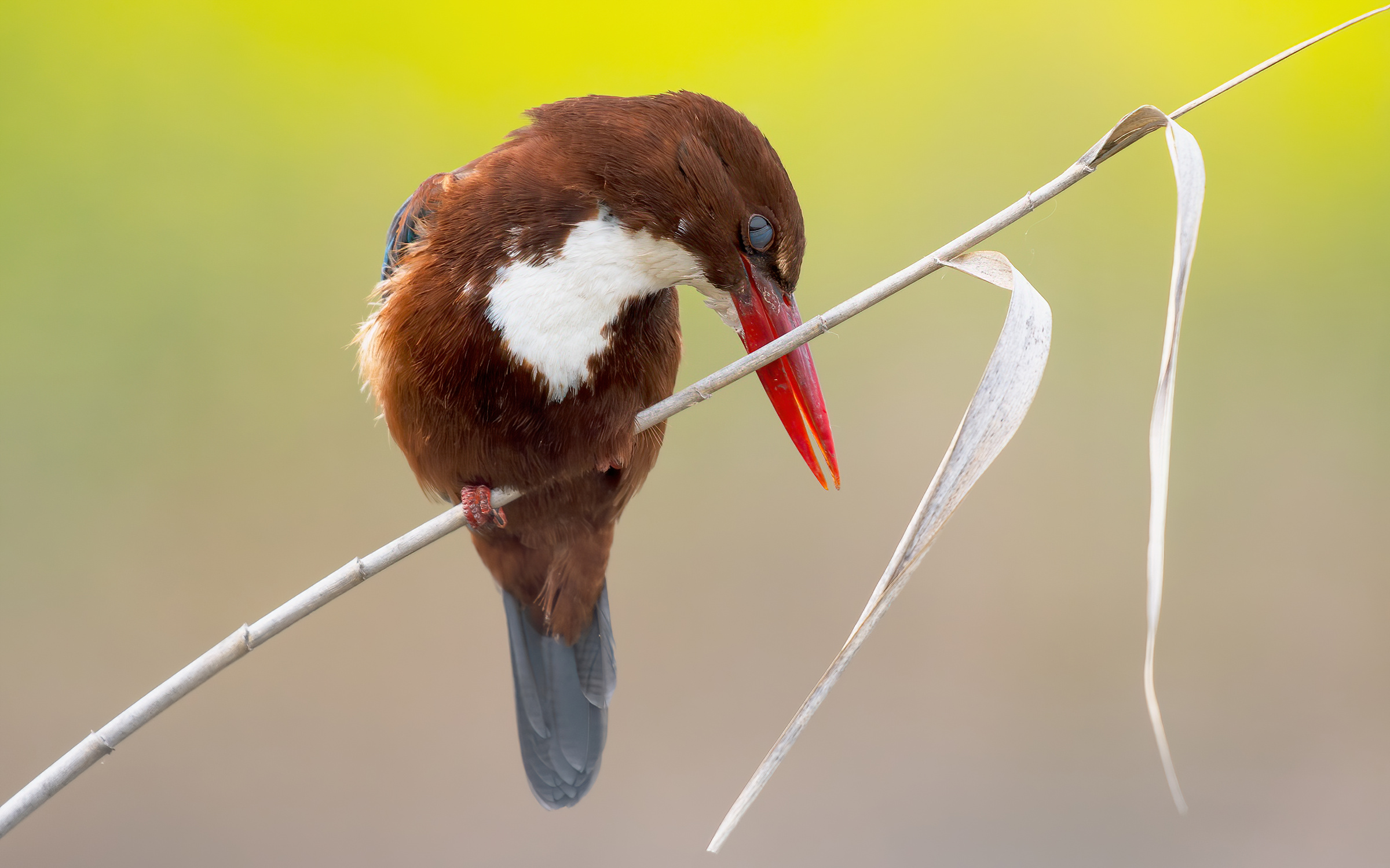 Martin pescatore pettobianco