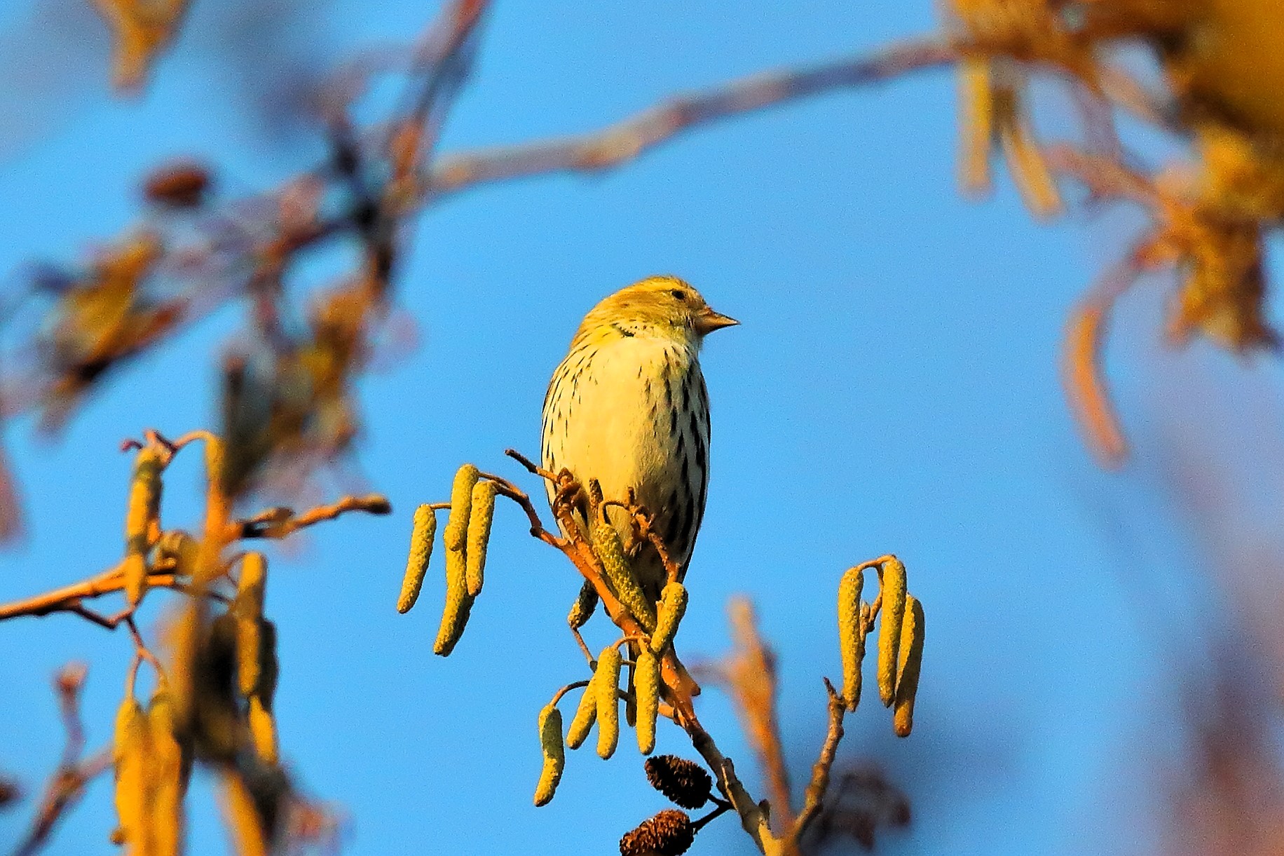 Lucherino 20-12-2023