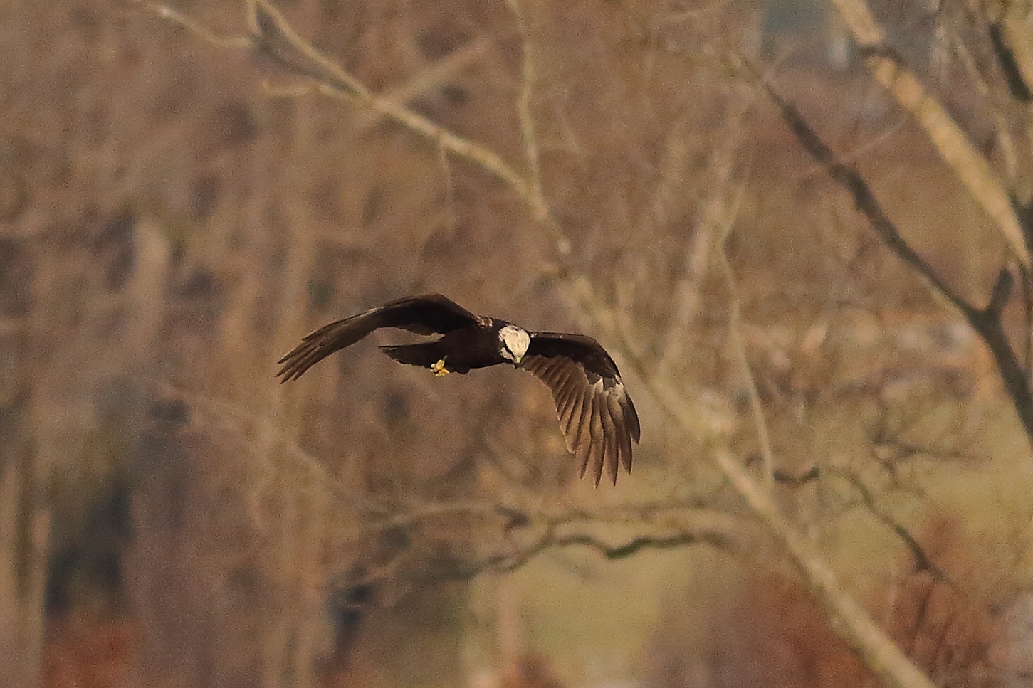 Marsh Harrier F 20-12-2023