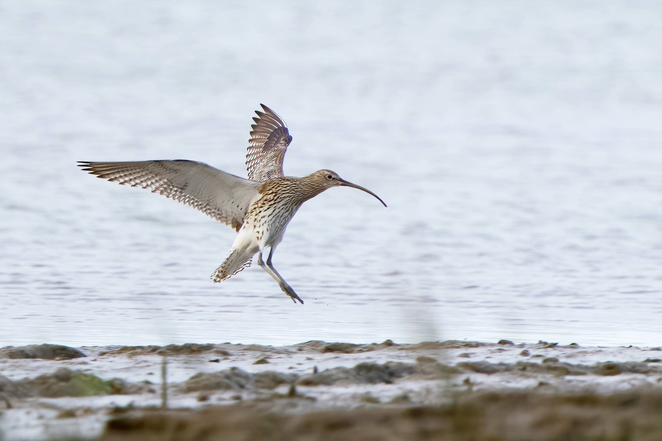 Curlew (Numenius arquata)