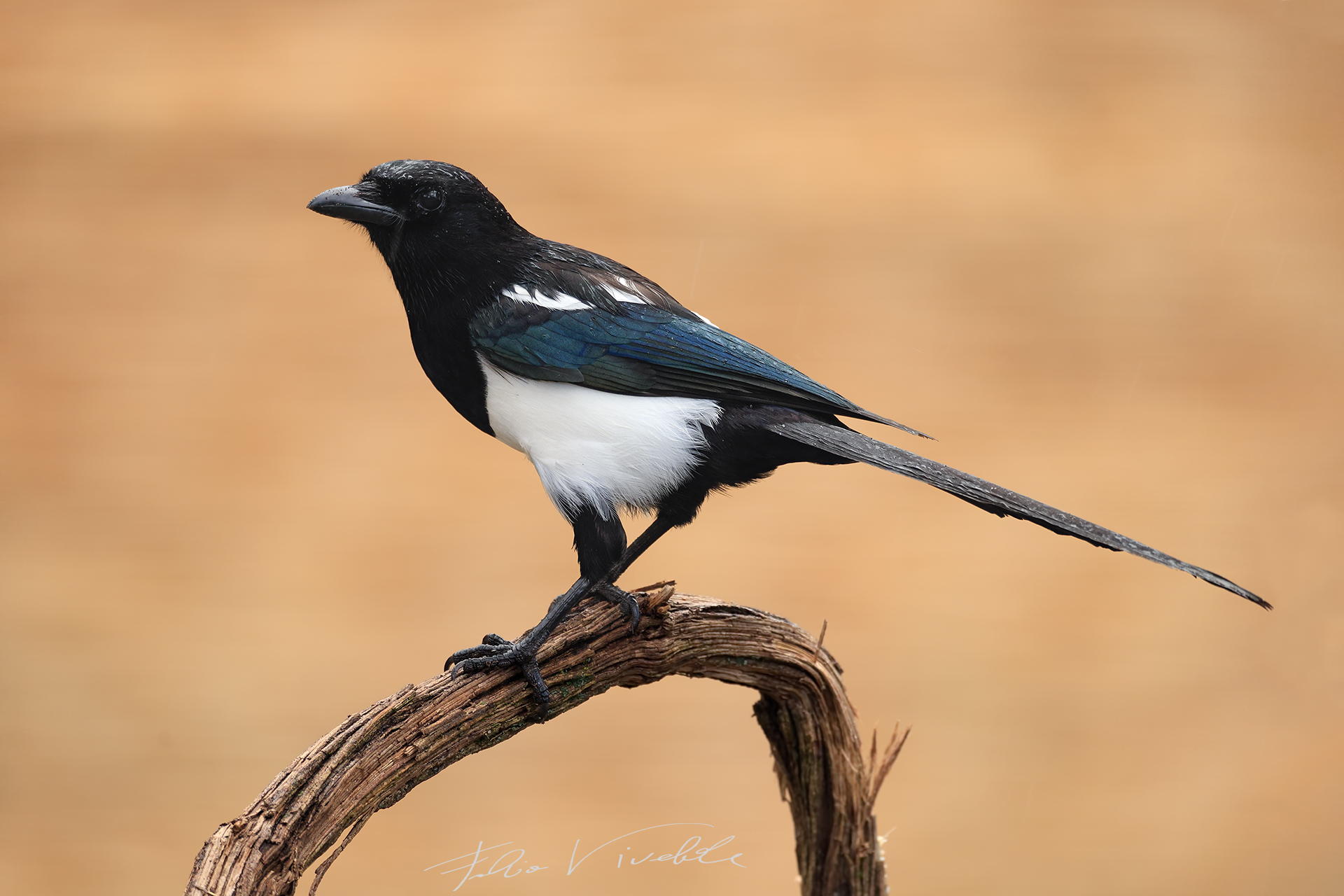 Wet Magpie