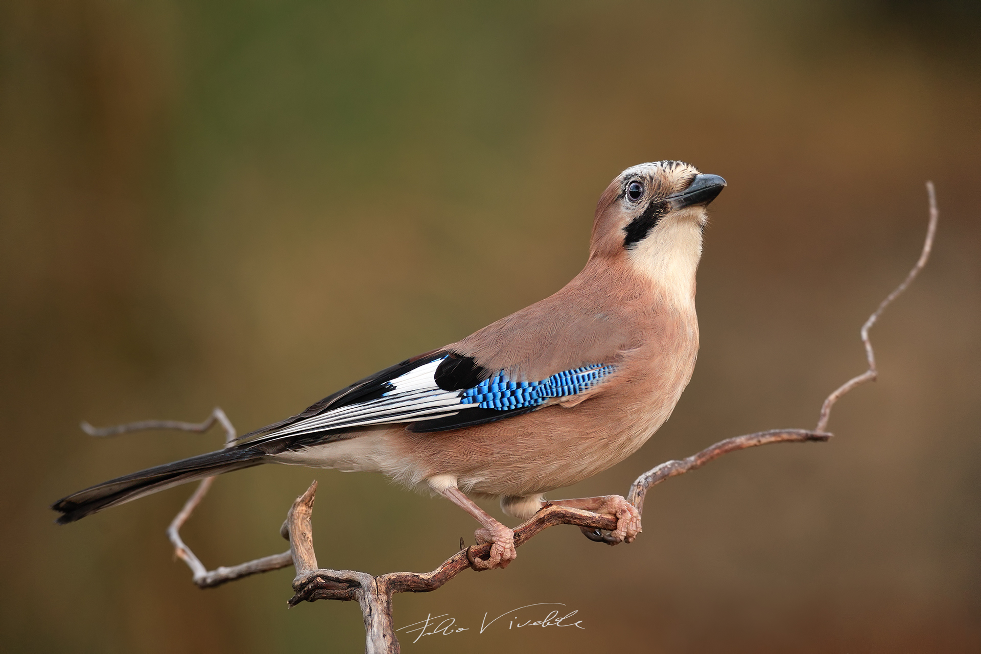 Ghiandaia sul ginepro