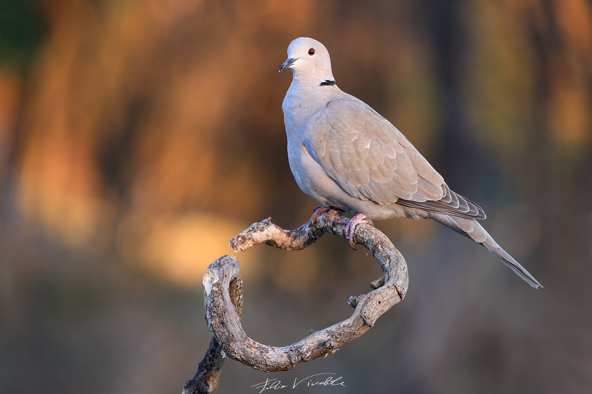 Tortora alle prime luci