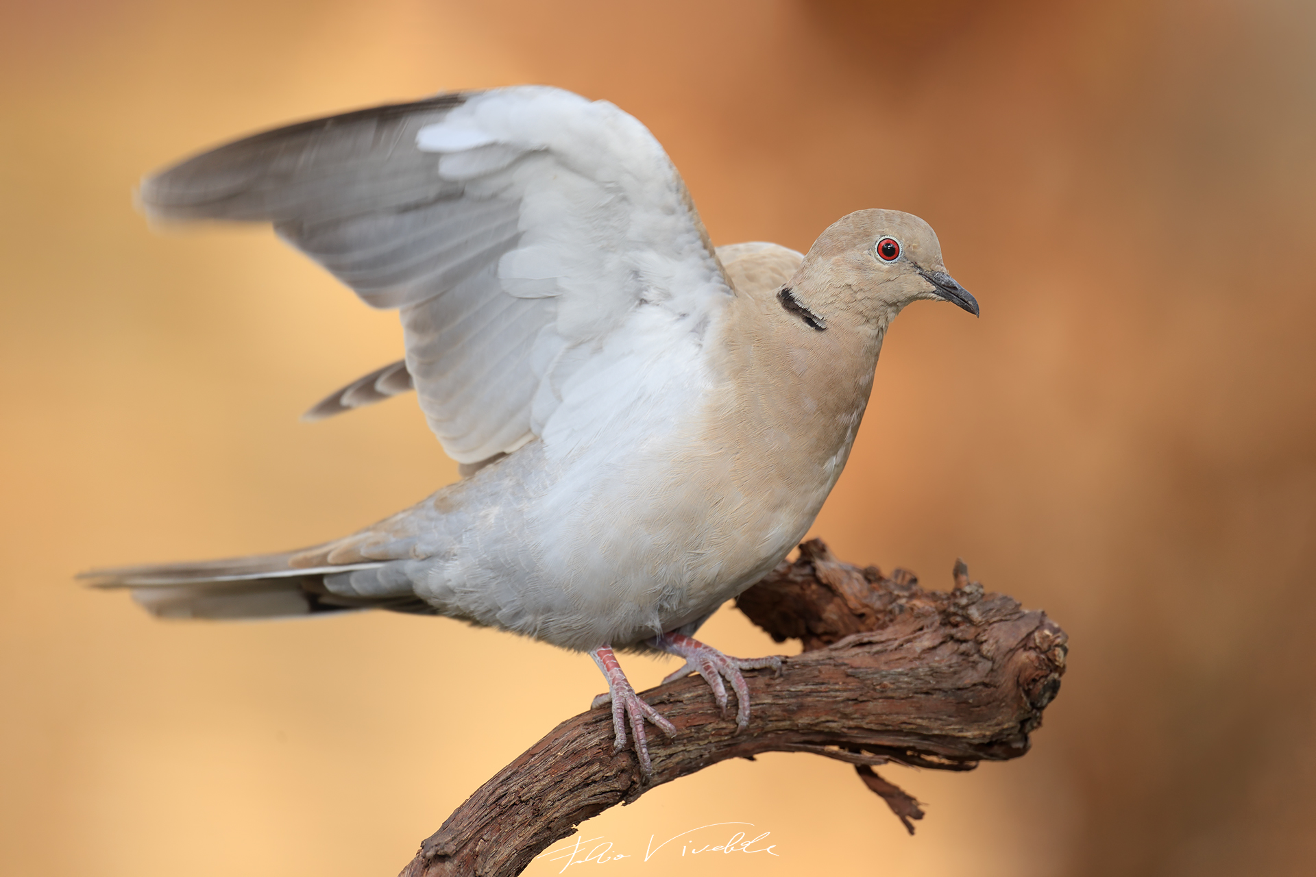 Tortora battito di ali
