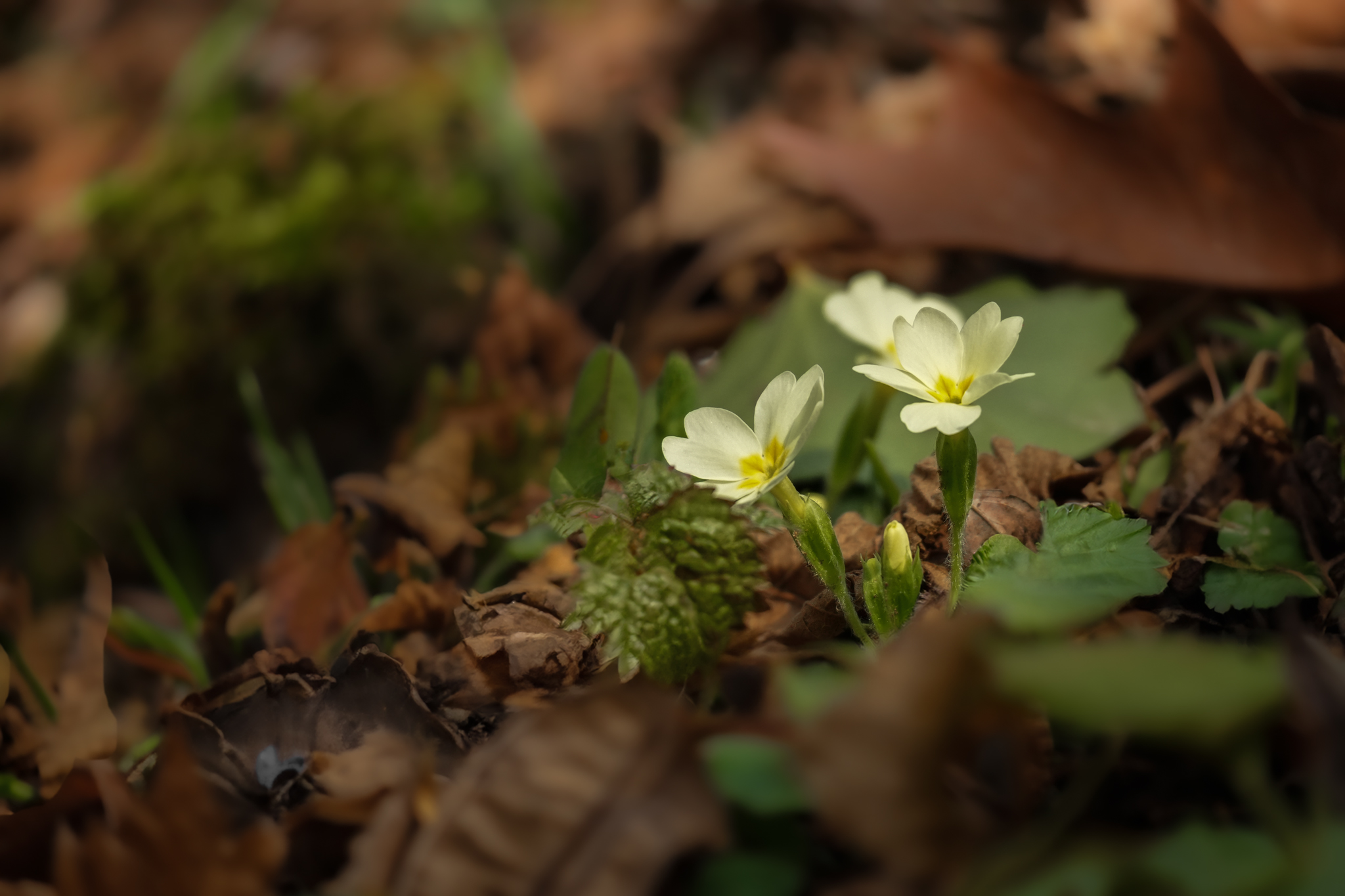 Forest primroses