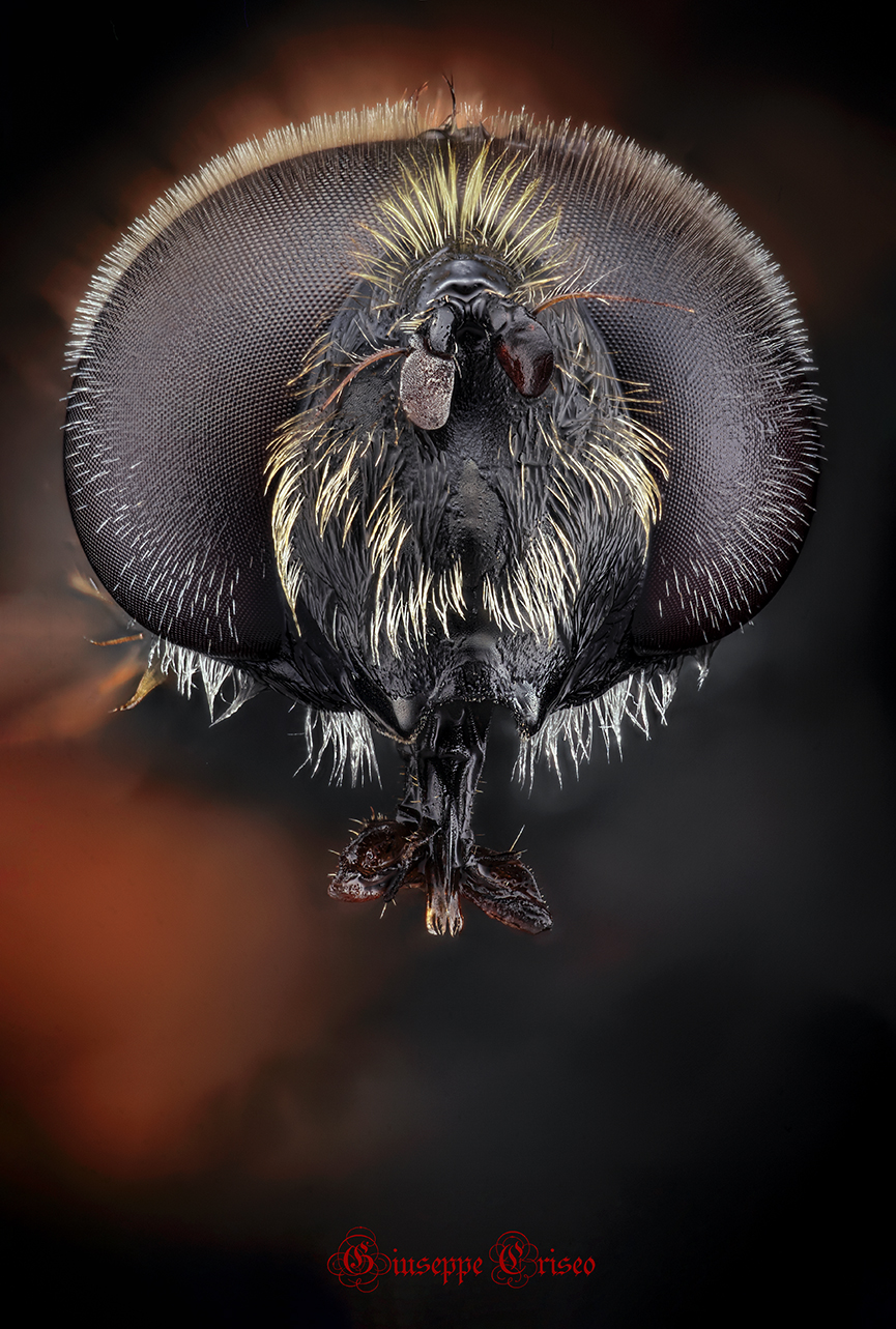 Helophilus pendulus