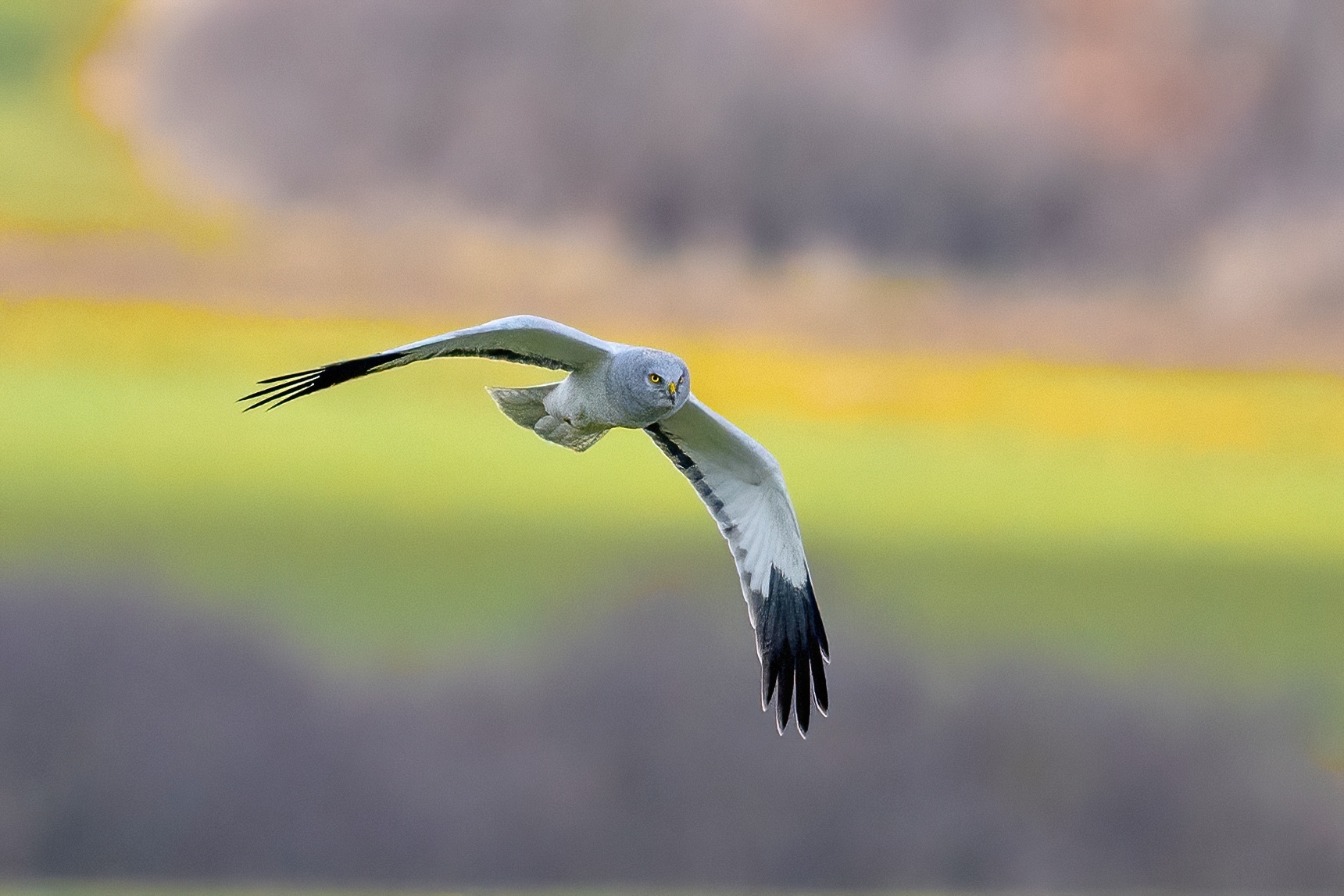Male hen harrier (Circus cyaneus)