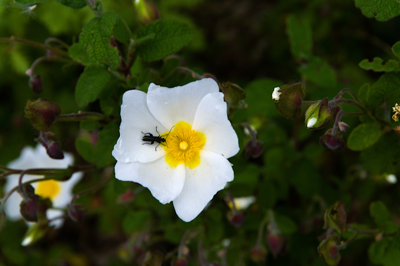 Il fiore e l'insetto