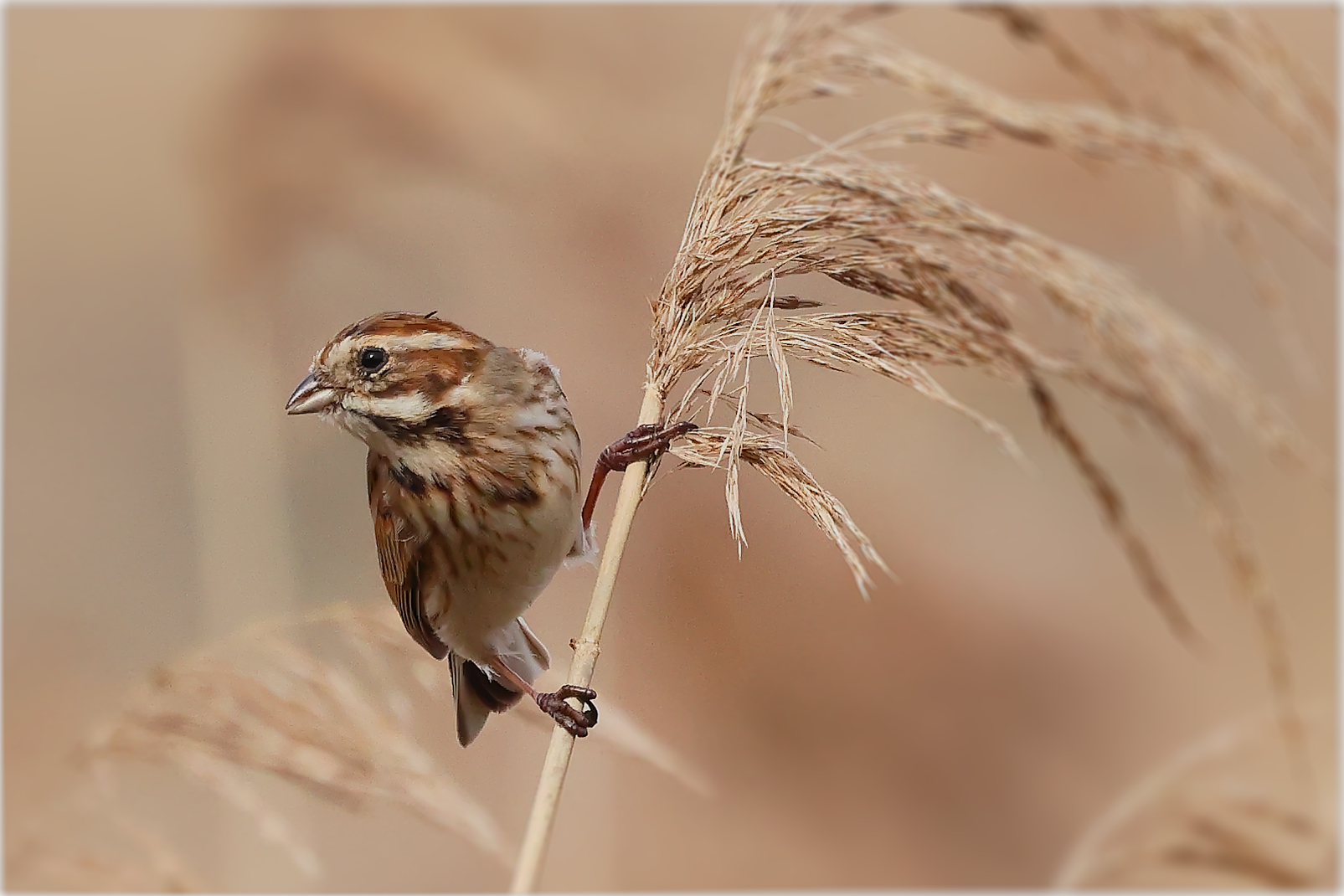 Migliarino di palude femmina