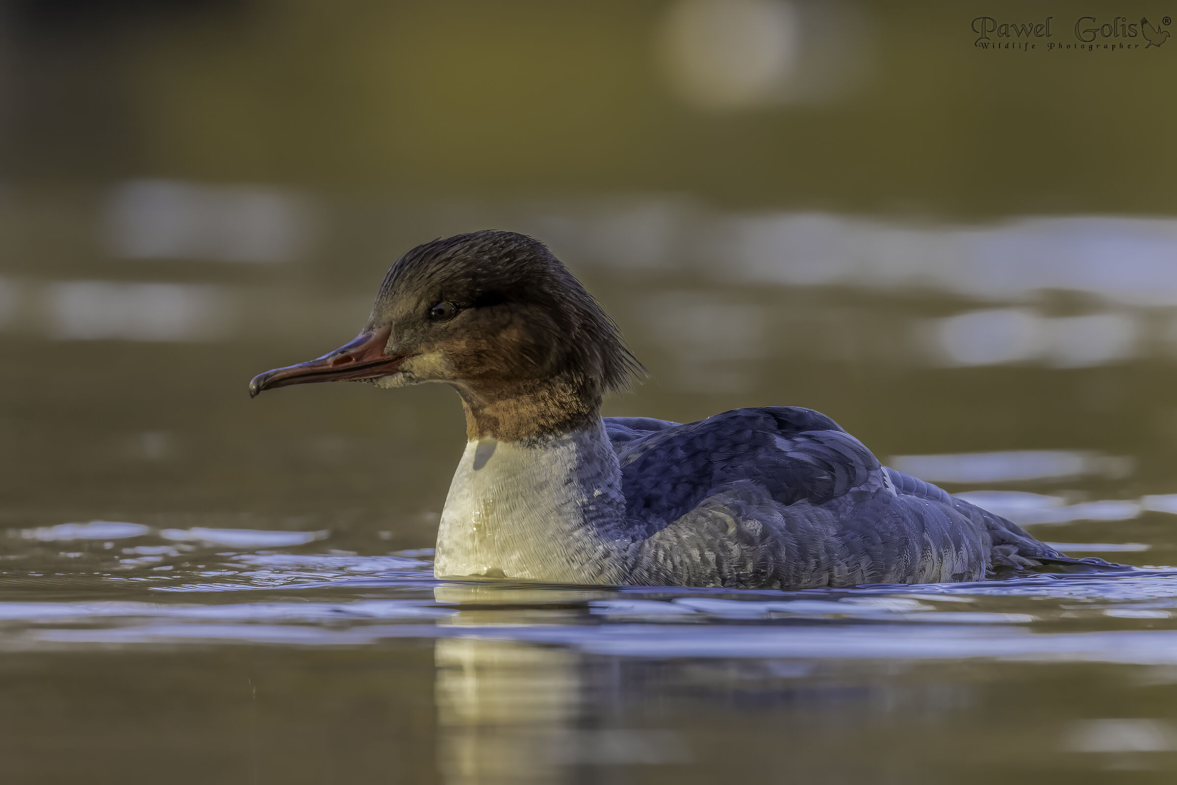 Smergo maggiore (Smergo maggiore)