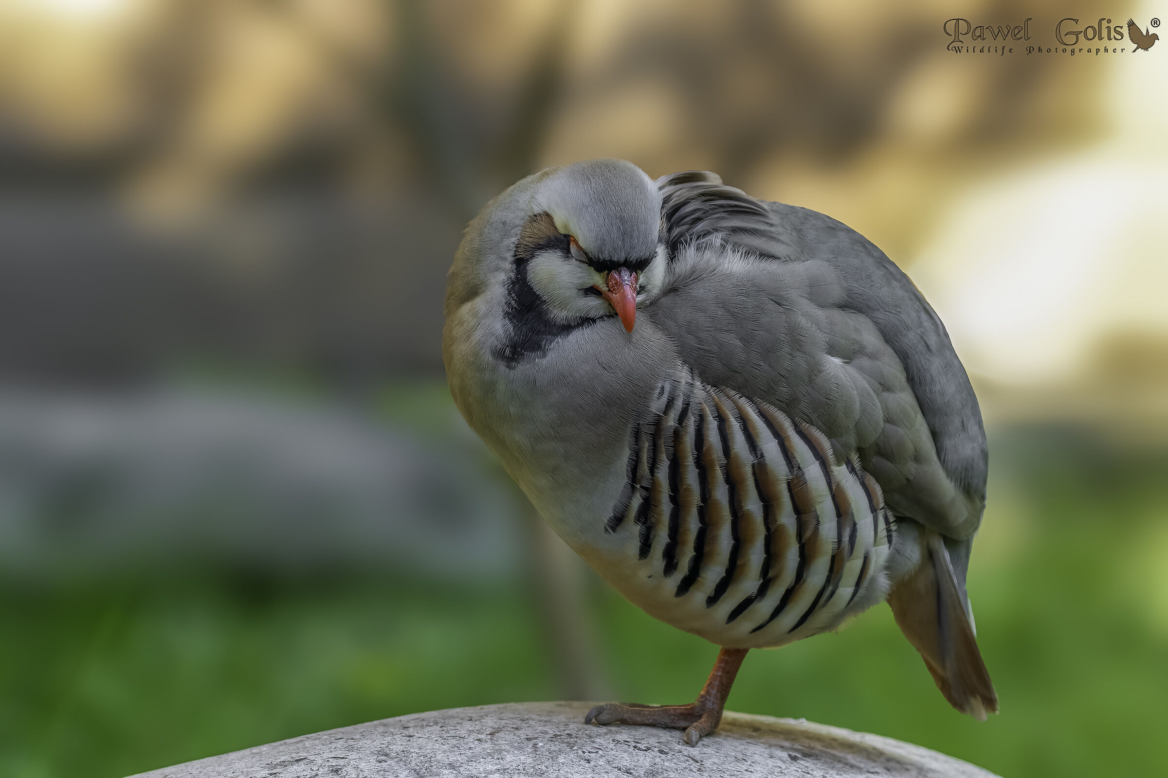 Pernice di Chukar (Alectoris chukar)