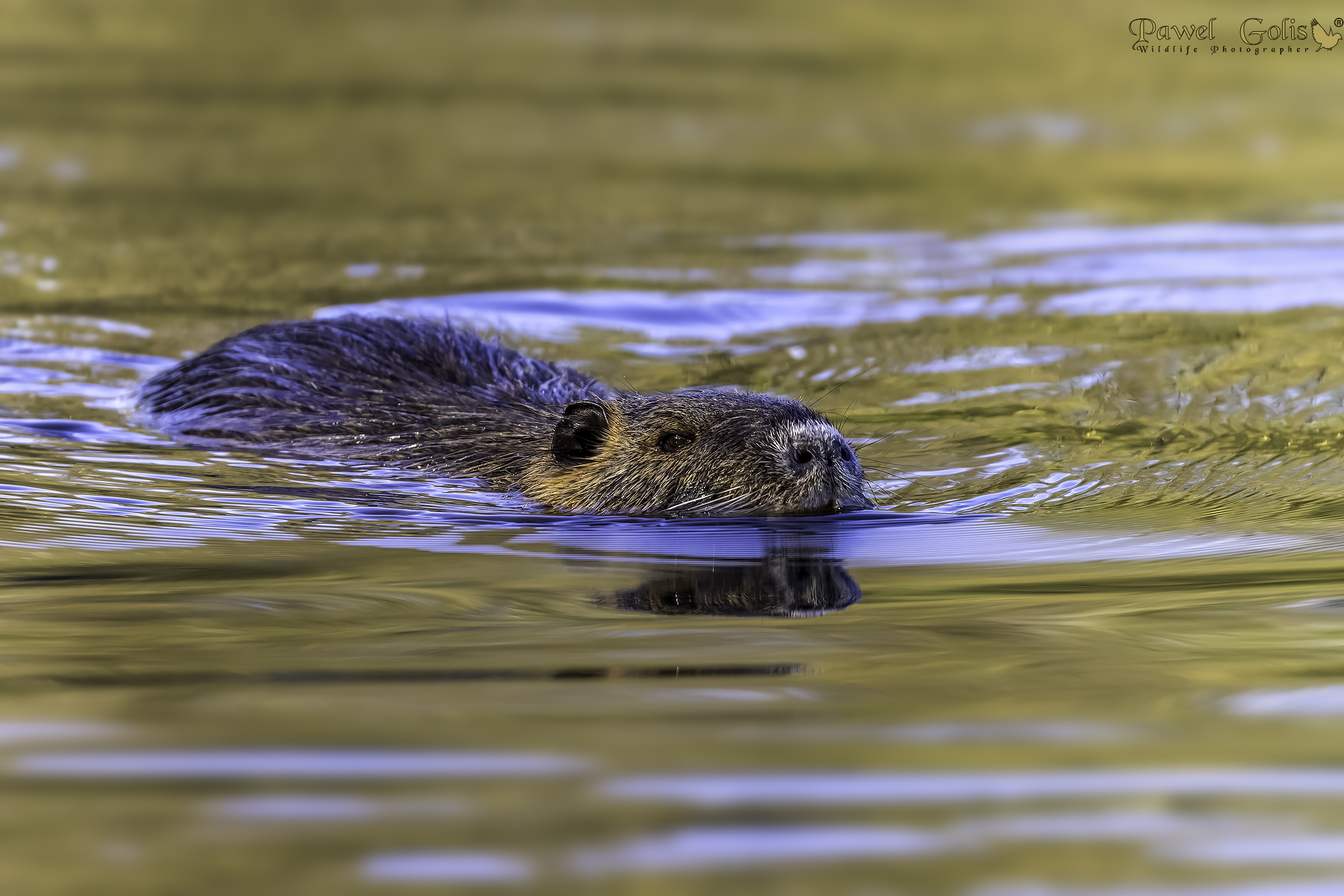 Nutria (Myocastor coypus)