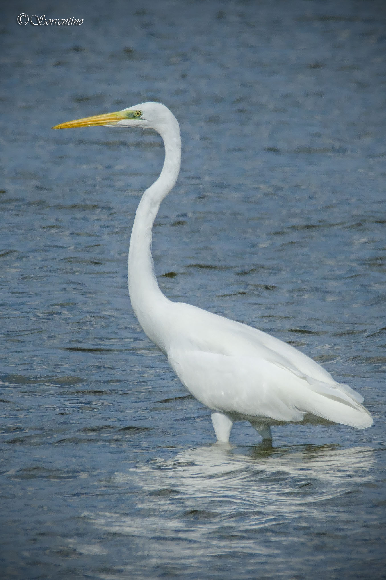 Great White Heron