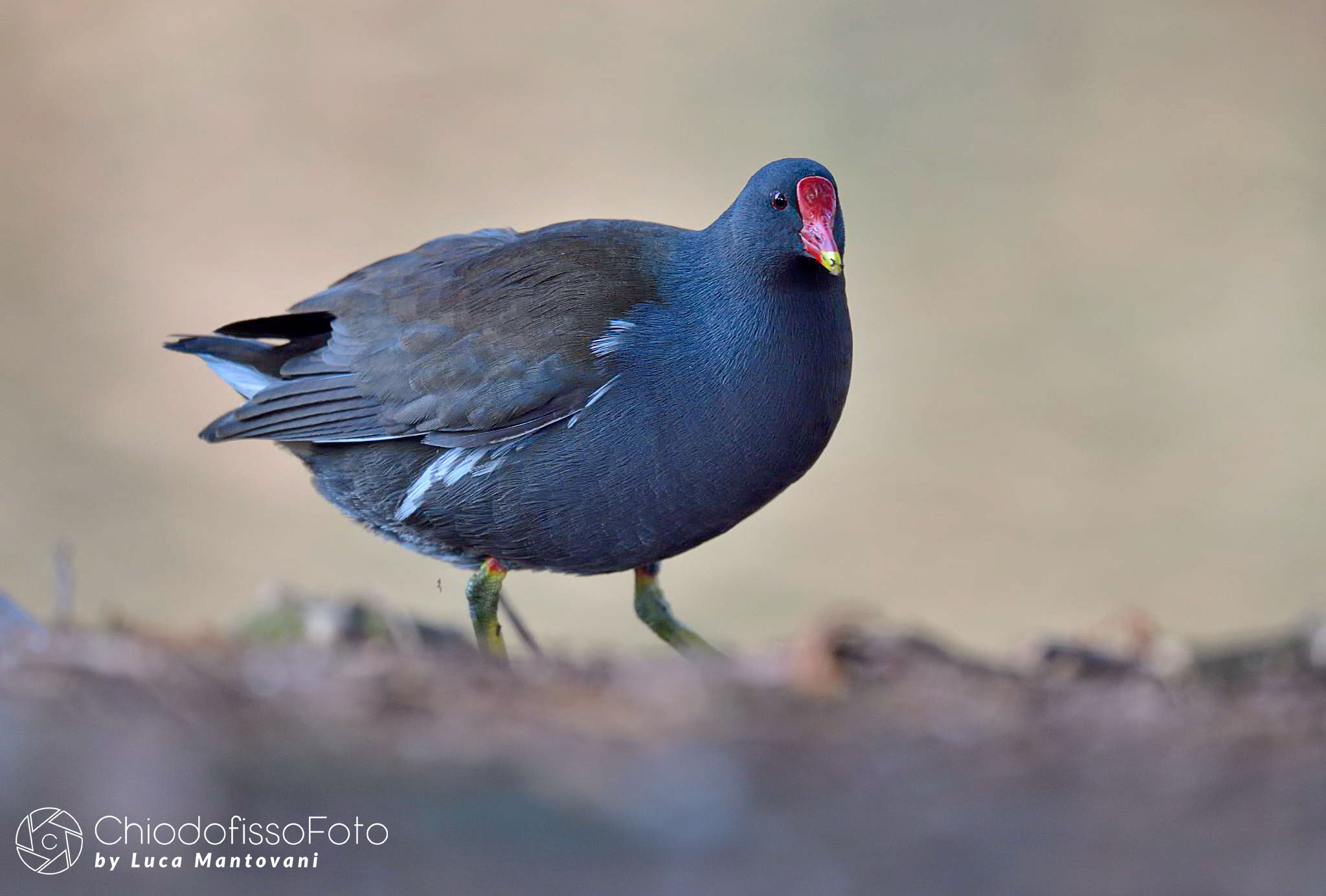 Gallinella d'acqua 1