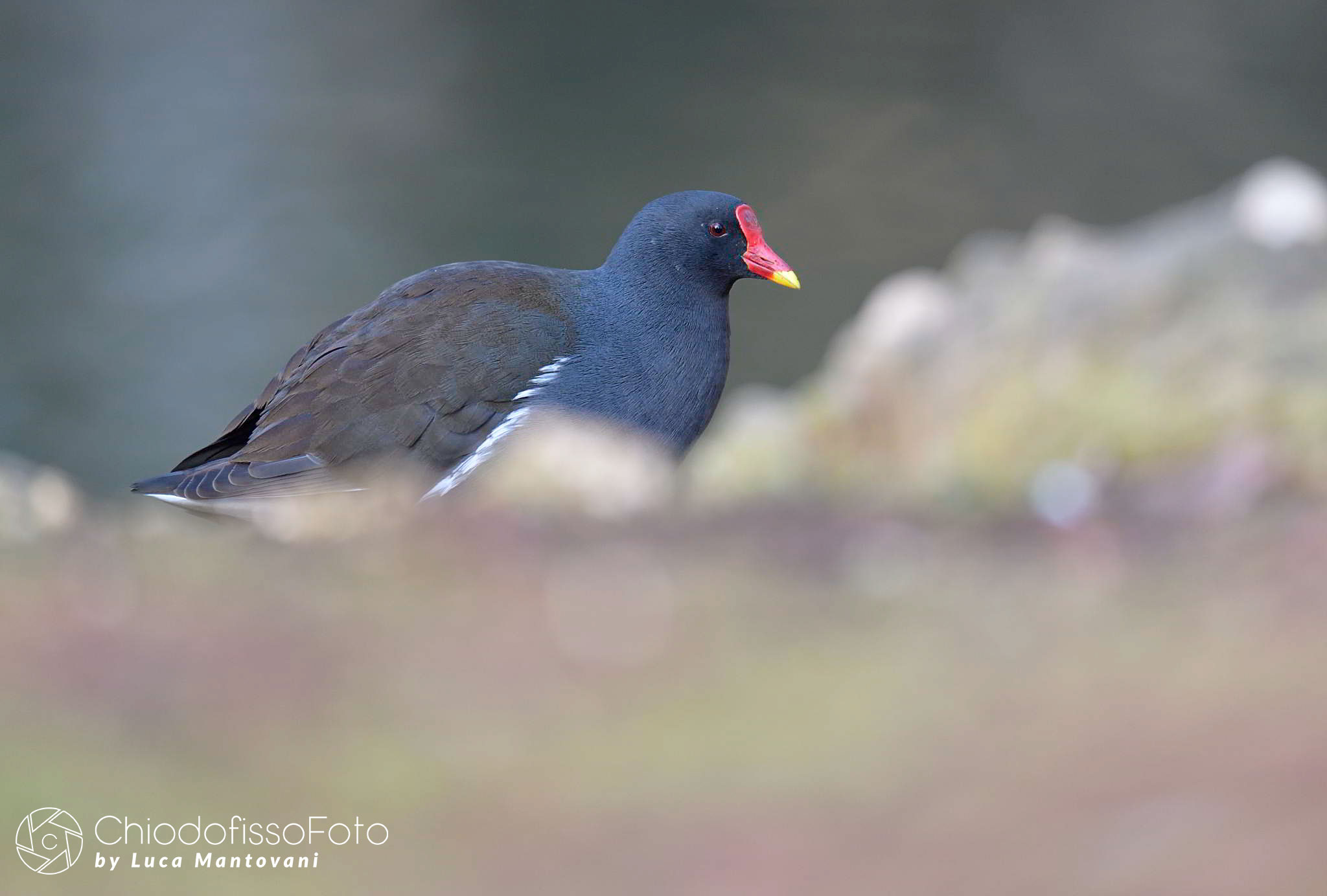 Gallinella d'acqua 2