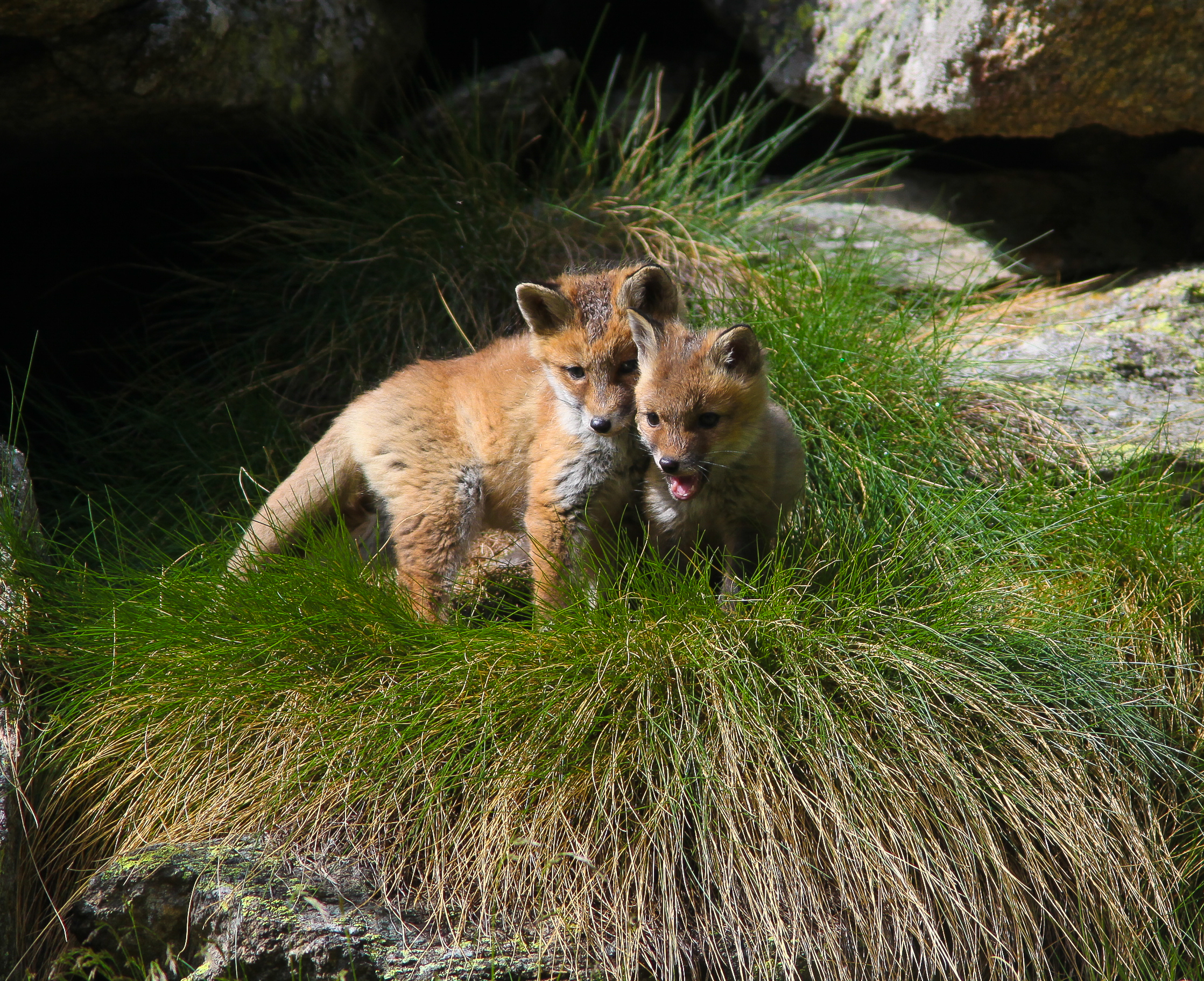 cuccioli in attesa della mamma