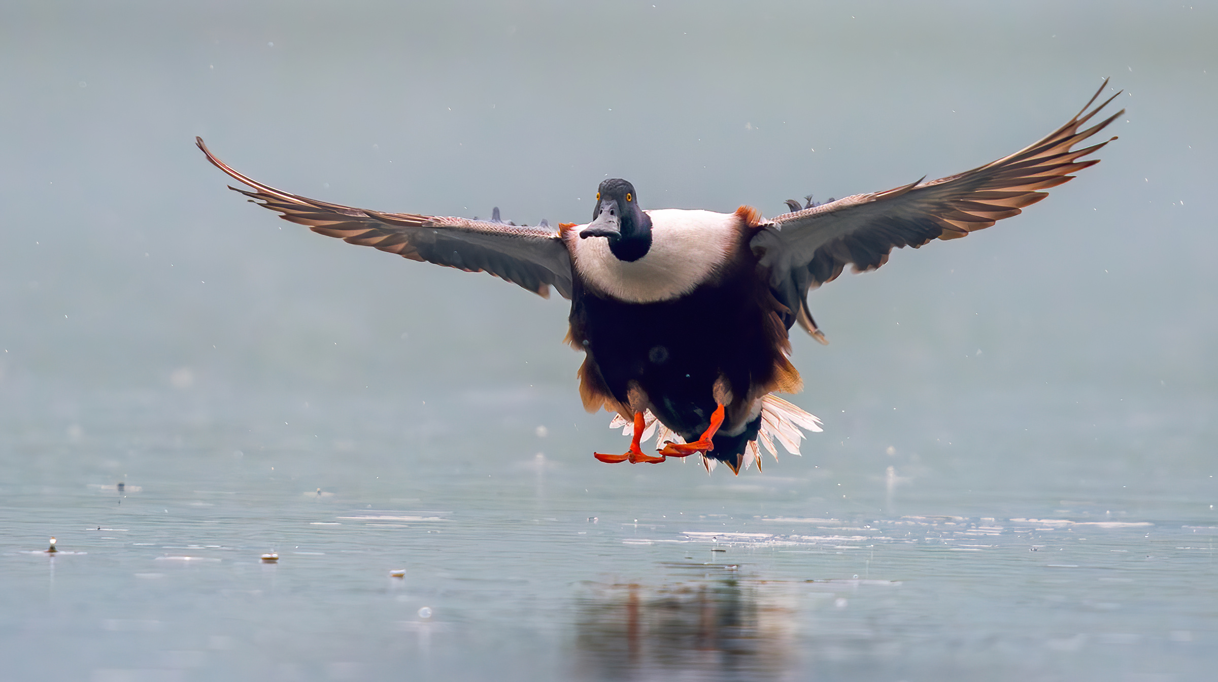 Mestolone settentrionale