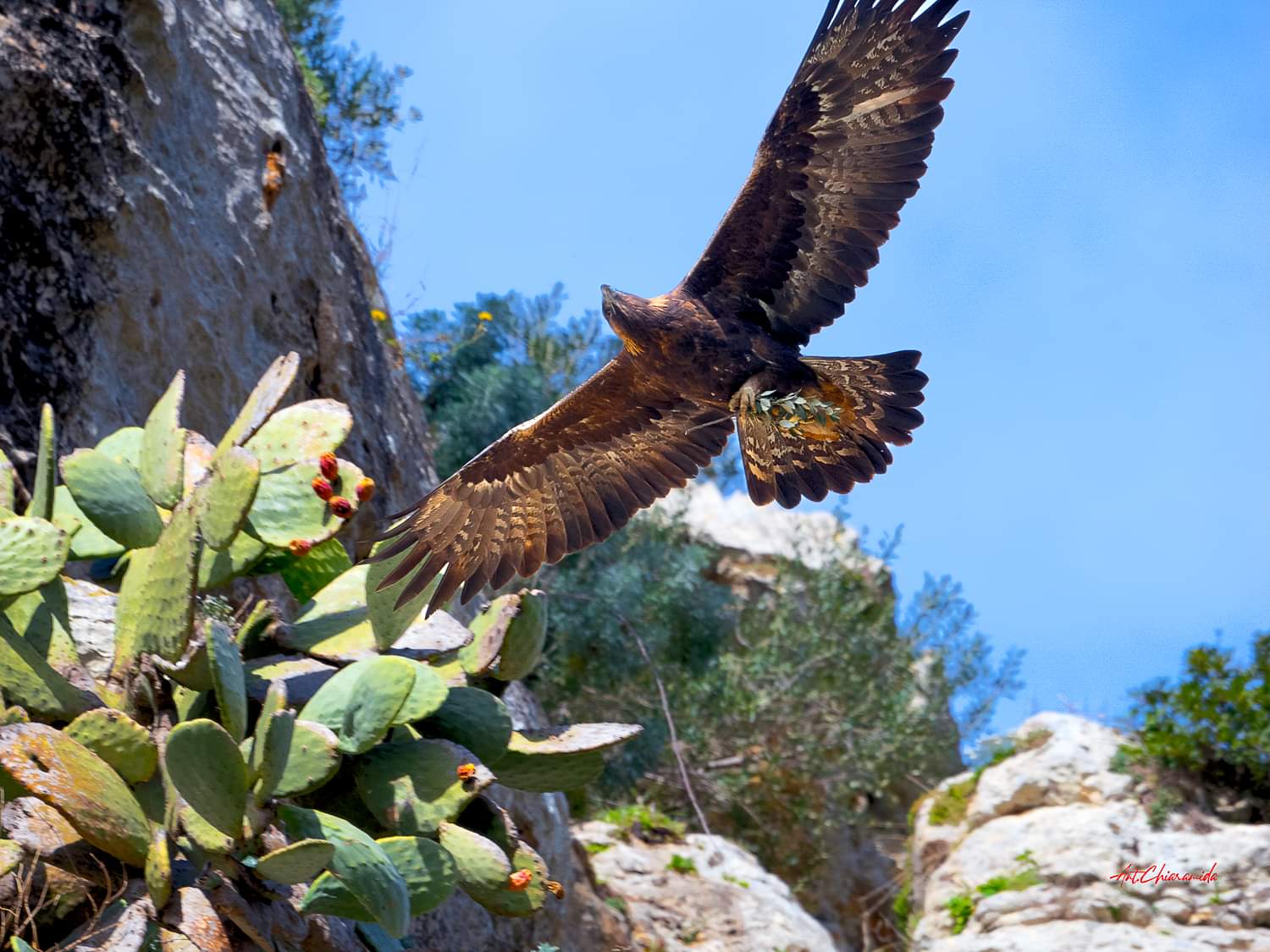 aquila reale