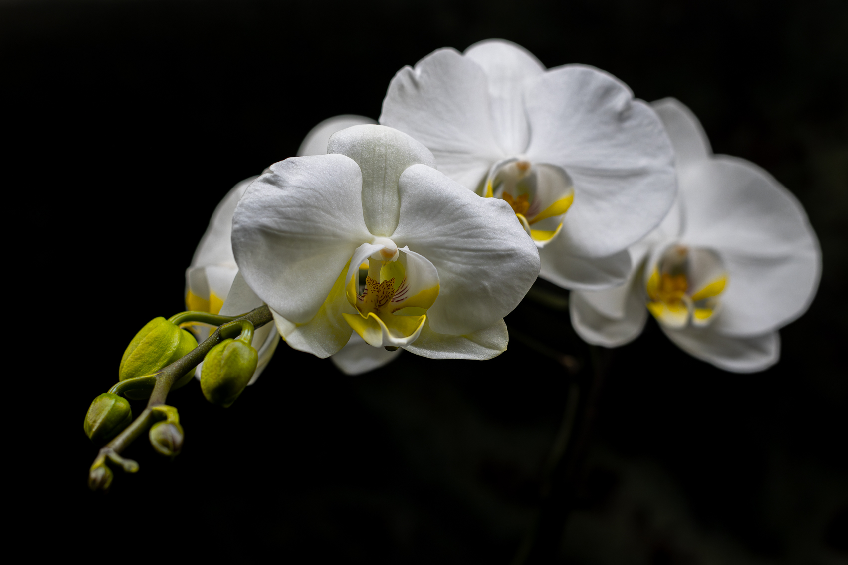 Orchid in bloom