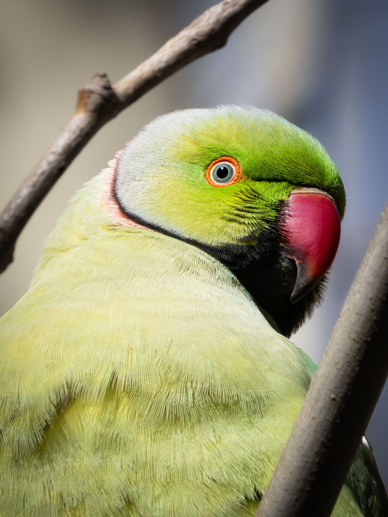 Roma, Via Veneto e pappagalli