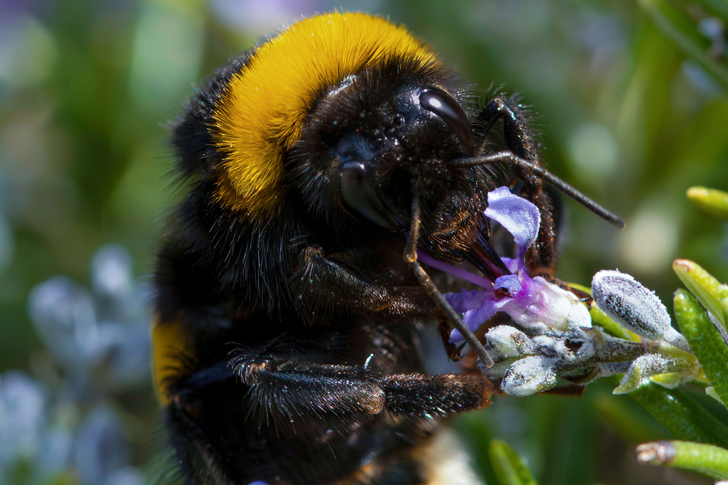 Bombus sp. Gr. terrestris