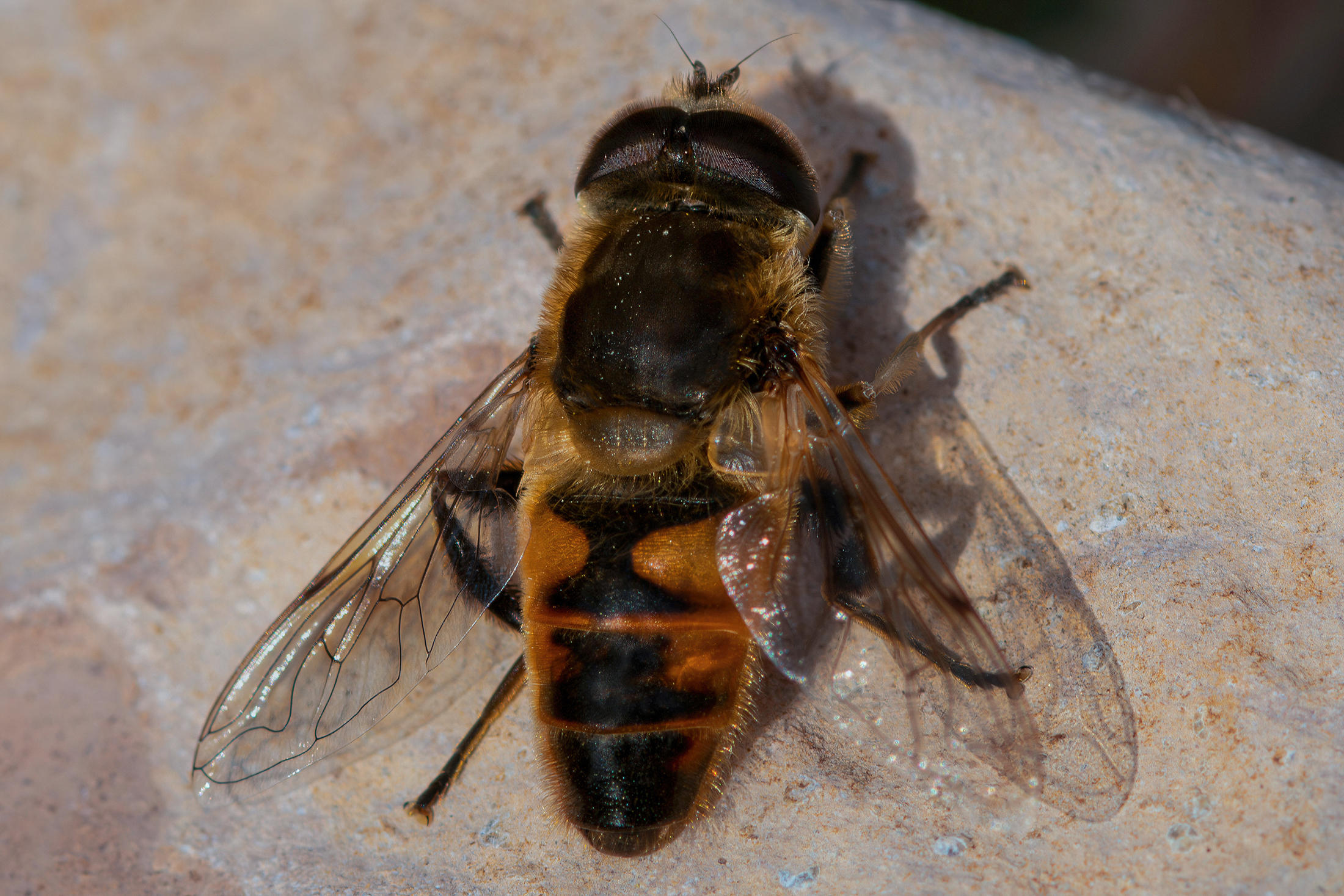 Eristalis tenax