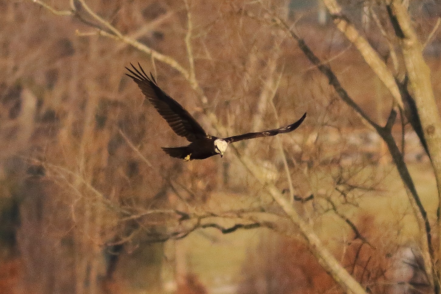 Marsh Harrier F 20-12-2023