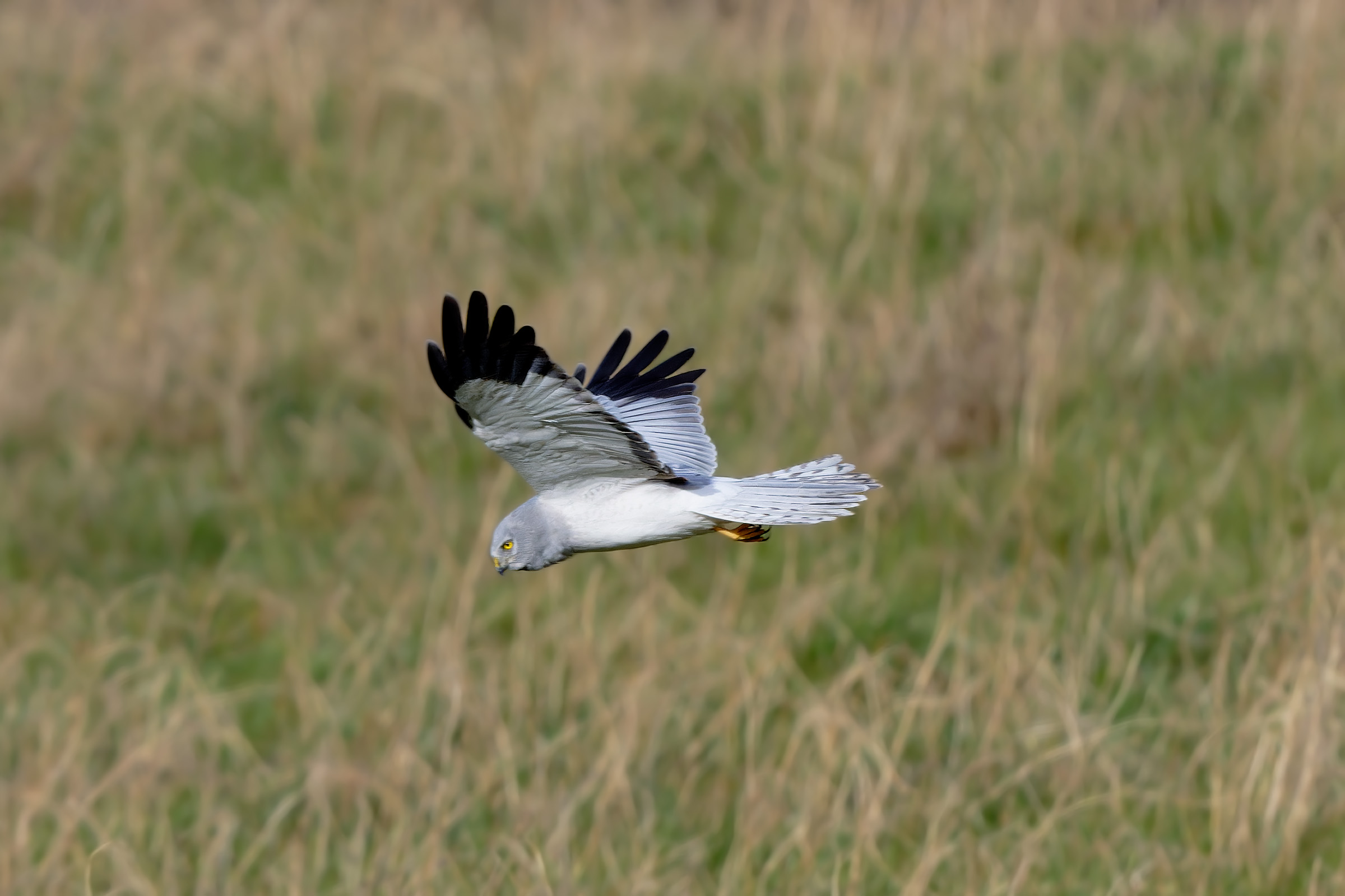 Hen Harrier (male)