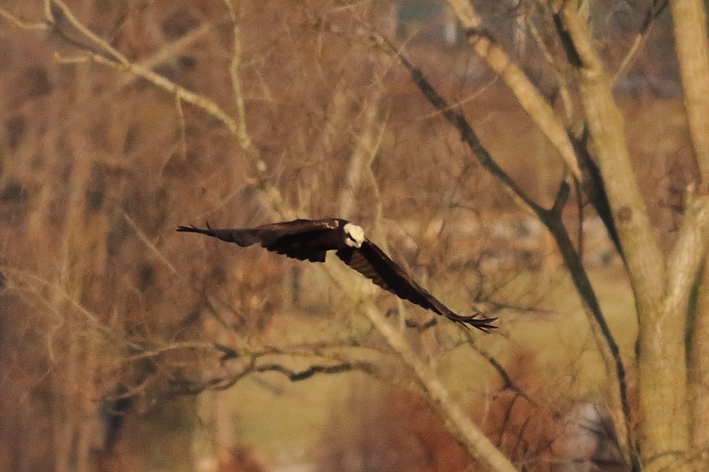 Swamp dim hawk F 20-12-2023