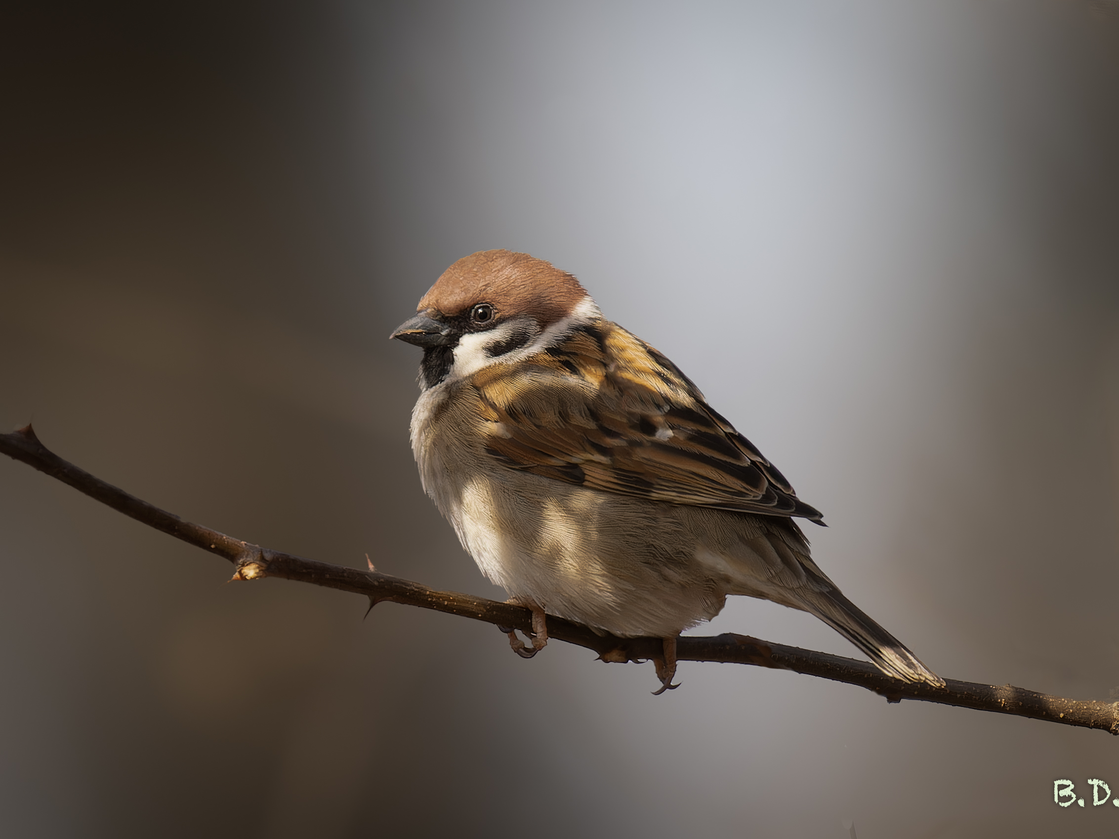 Passera mattugia (Passer montanus)