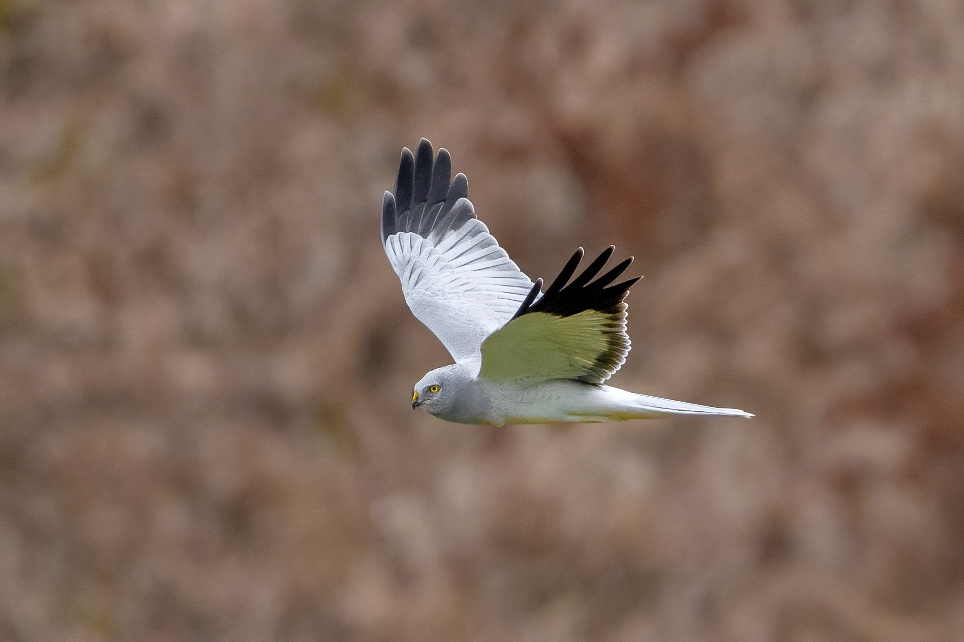 Male hen harrier (Circus cyaneus)