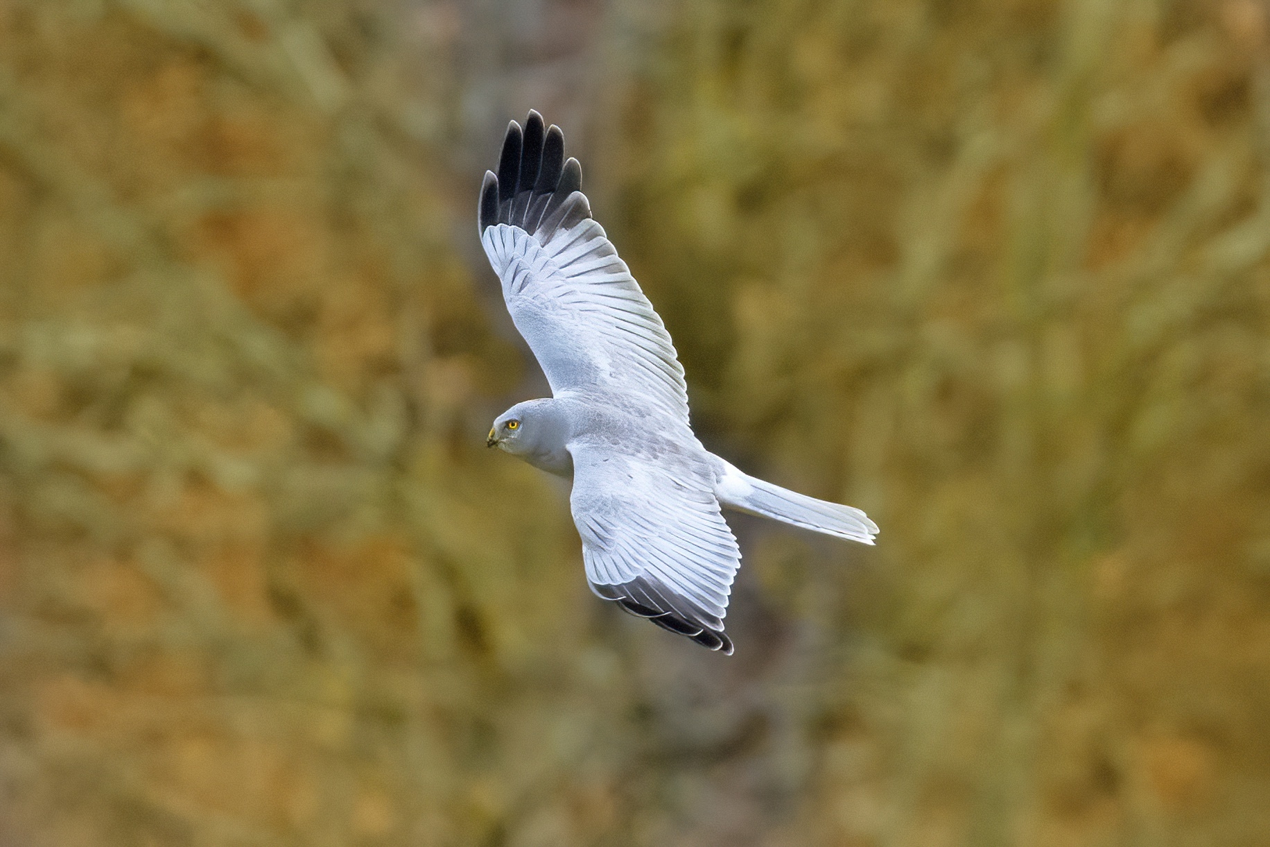 Male hen harrier (Circus cyaneus)