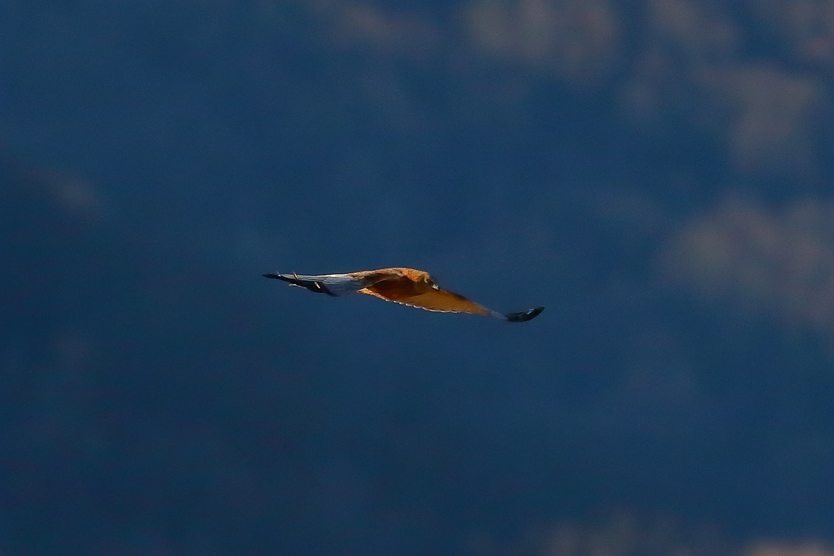 Marsh Harrier M 23-12-2023