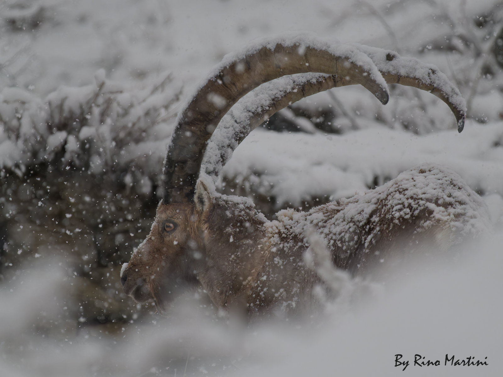 Stambecco nel bel mezzo di una tormenta di neve