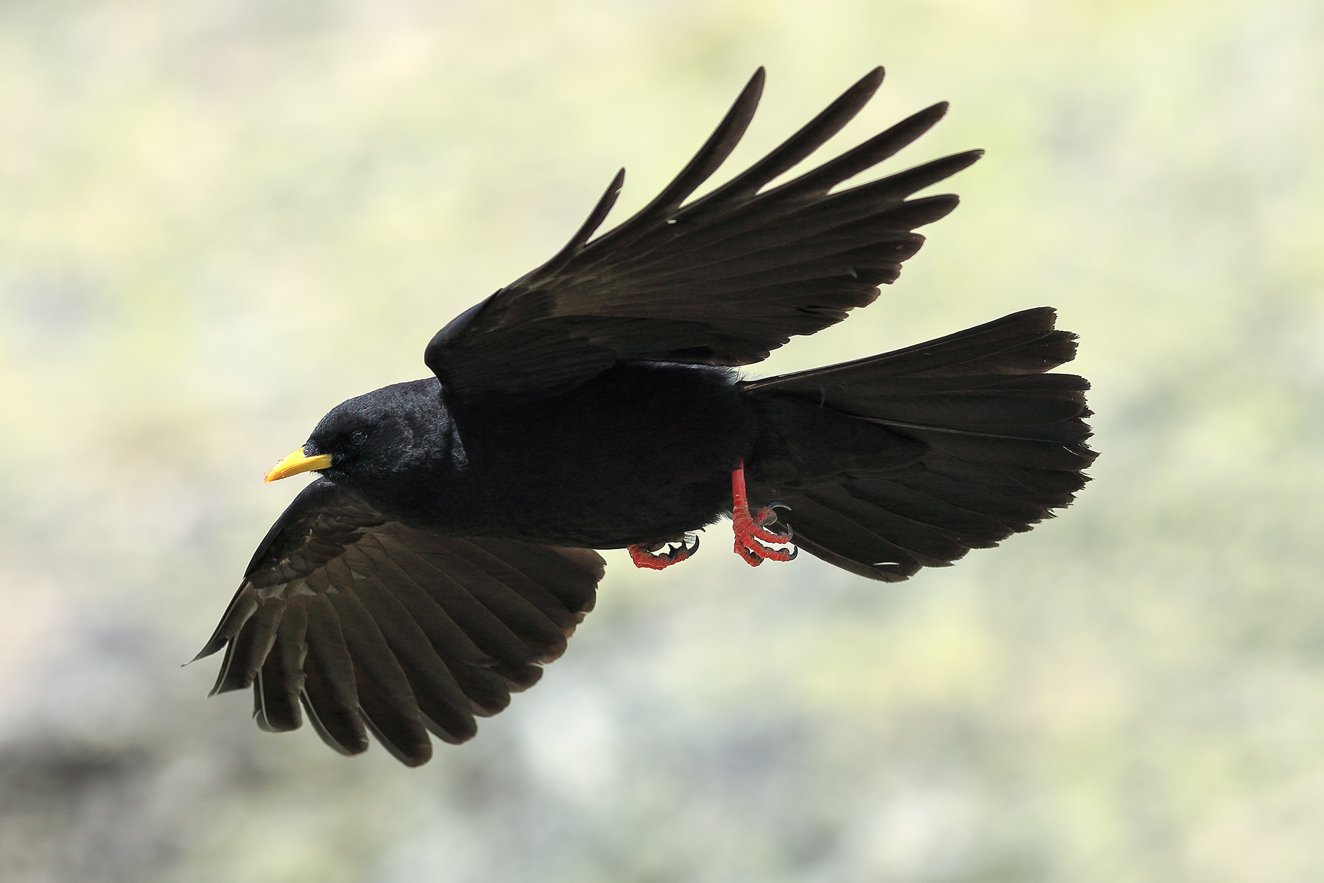 Chough in flight