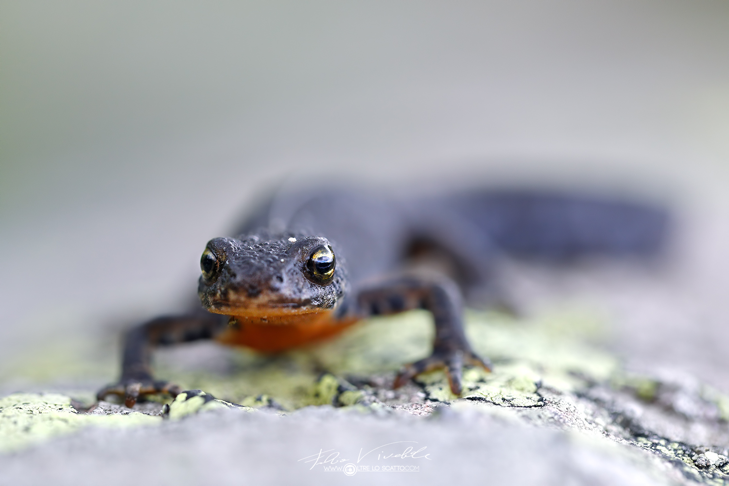 Alpine newt