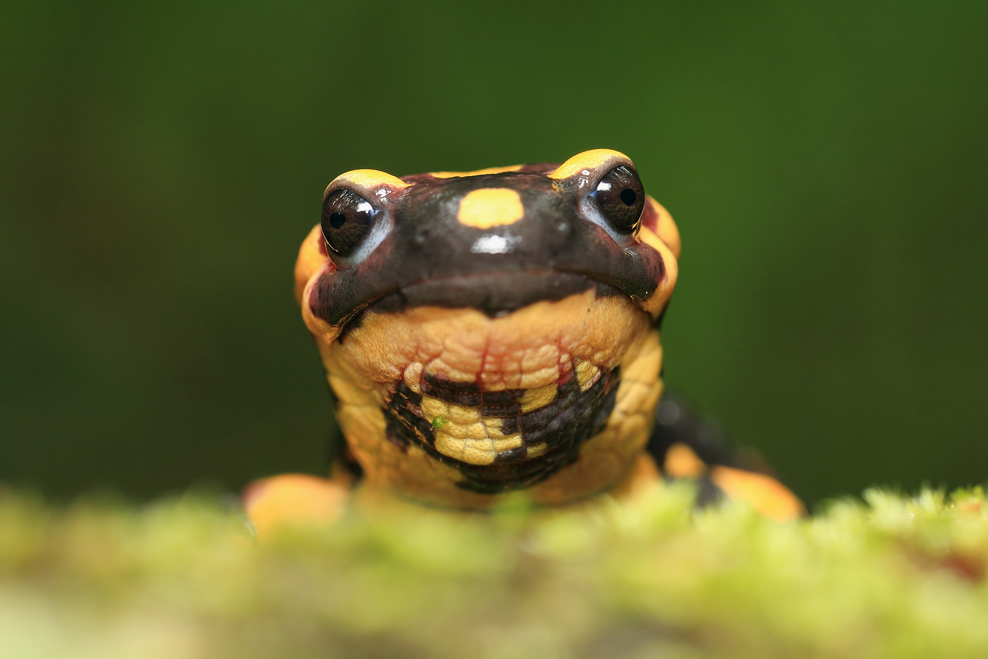 Spotted Salamander